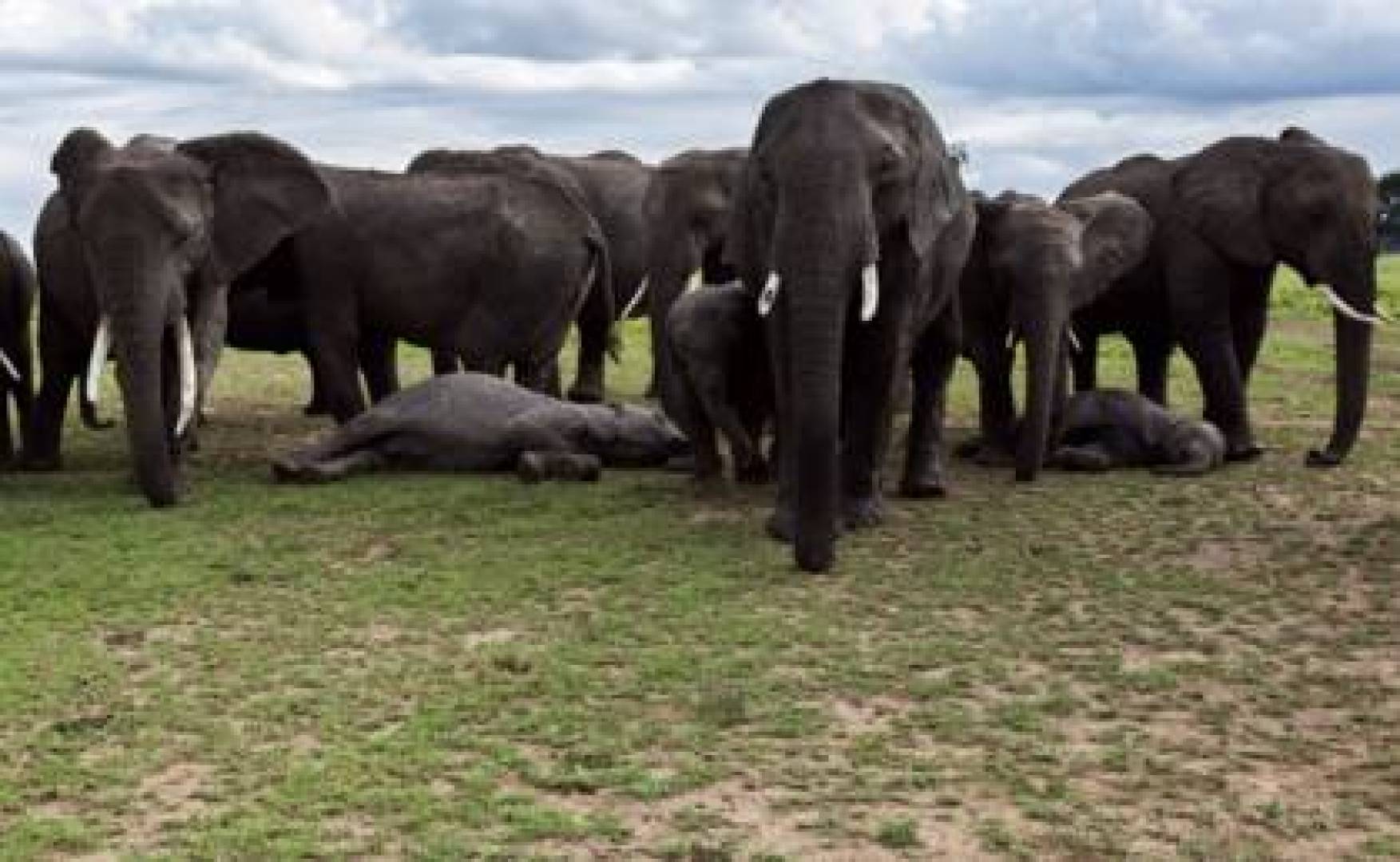 الفيلة تدفن صغارها النافقة كالبشر . إليك التفاصيل