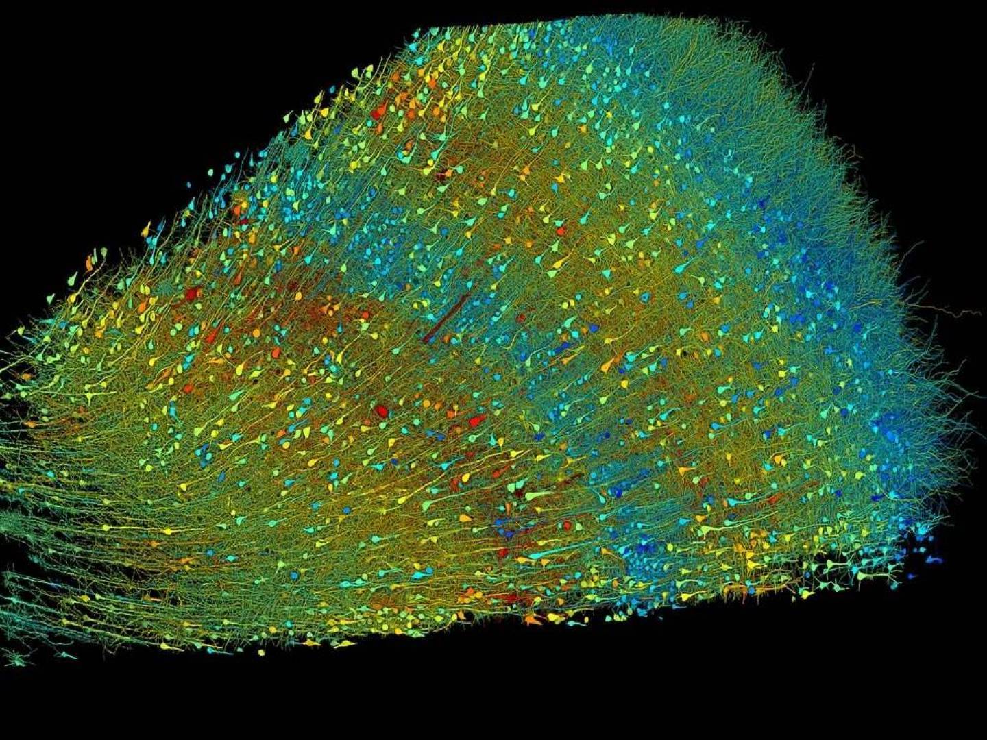 الكشف عن أسرار عصبية مذهلة من خلال أدق خريطة للدماغ البشري