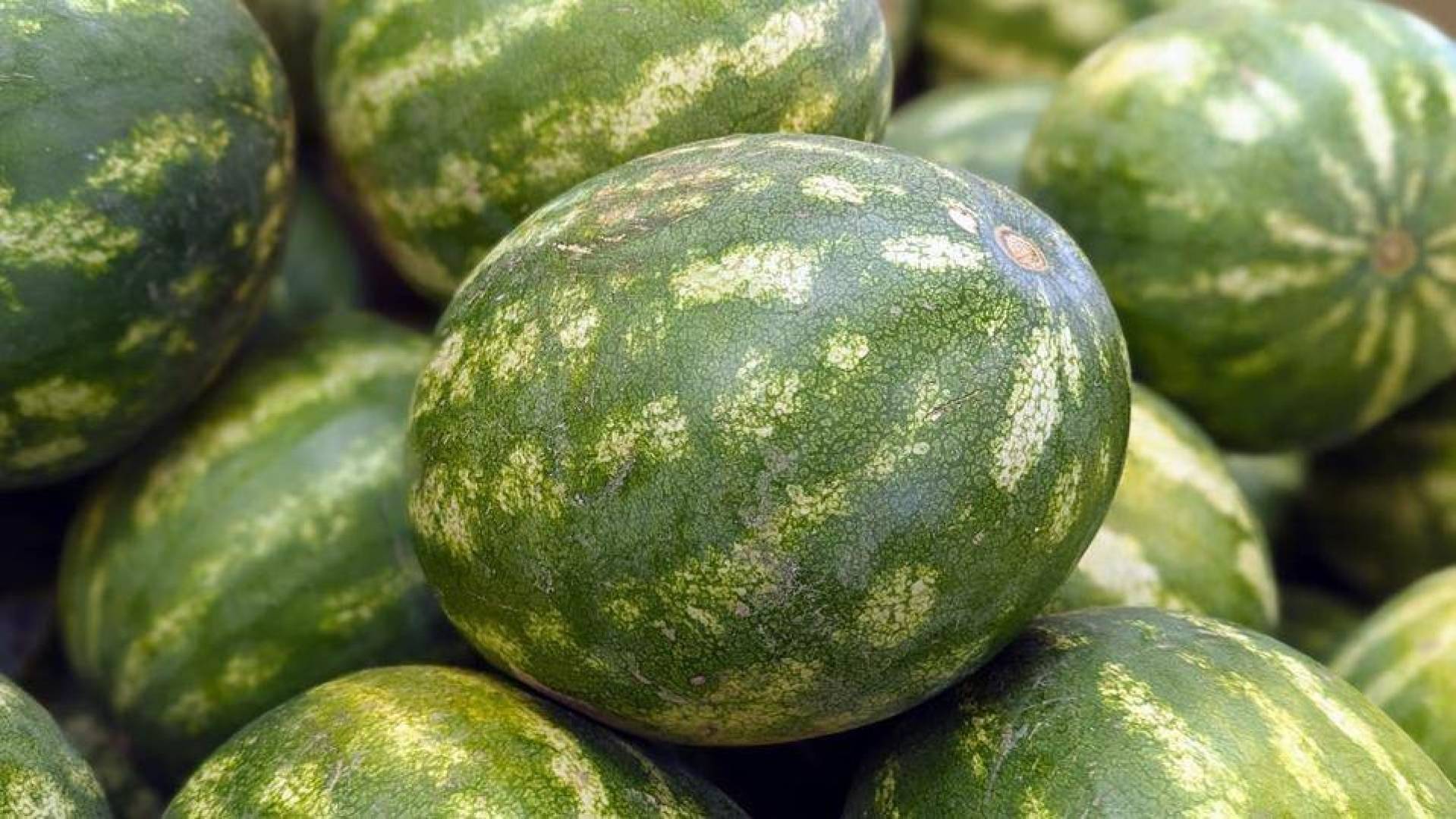 خبايا اختيار البطيخ الناضج والطازج