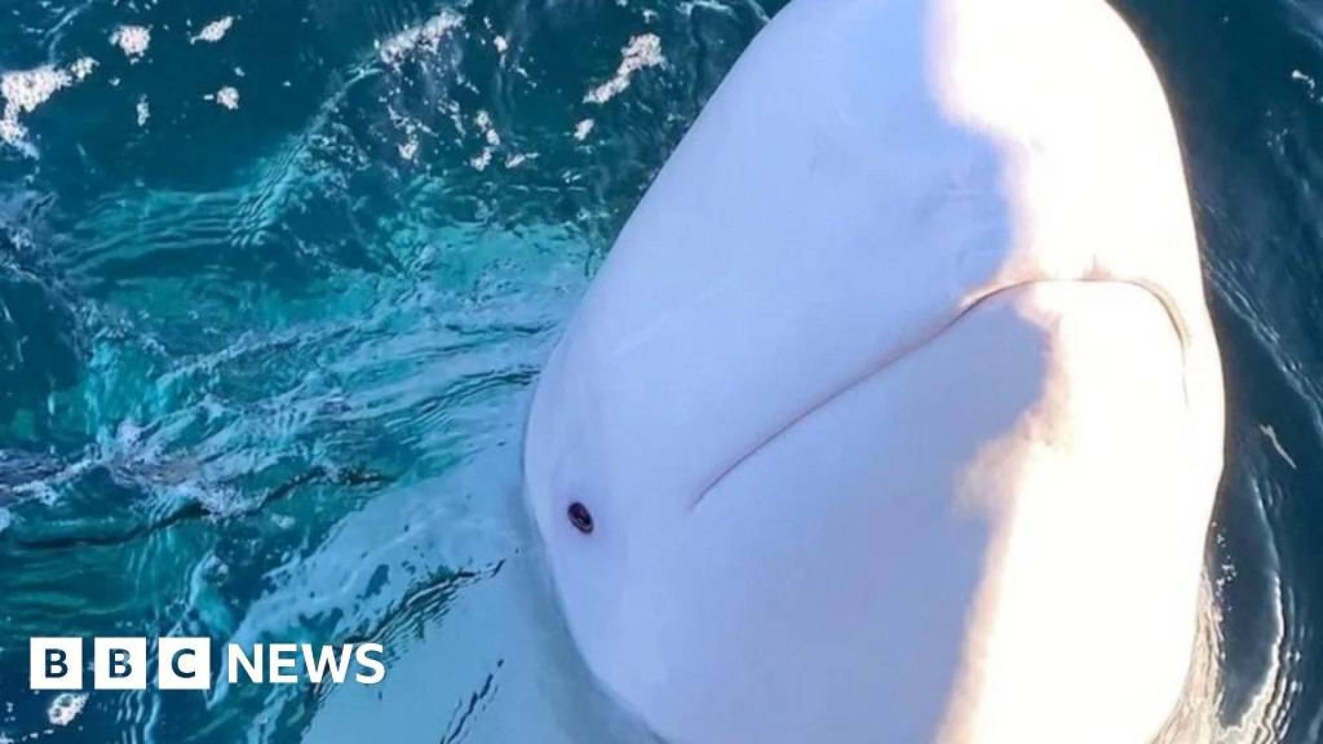 العثور على الحوت الجاسوس الروسي ميتا قبالة سواحل النرويج