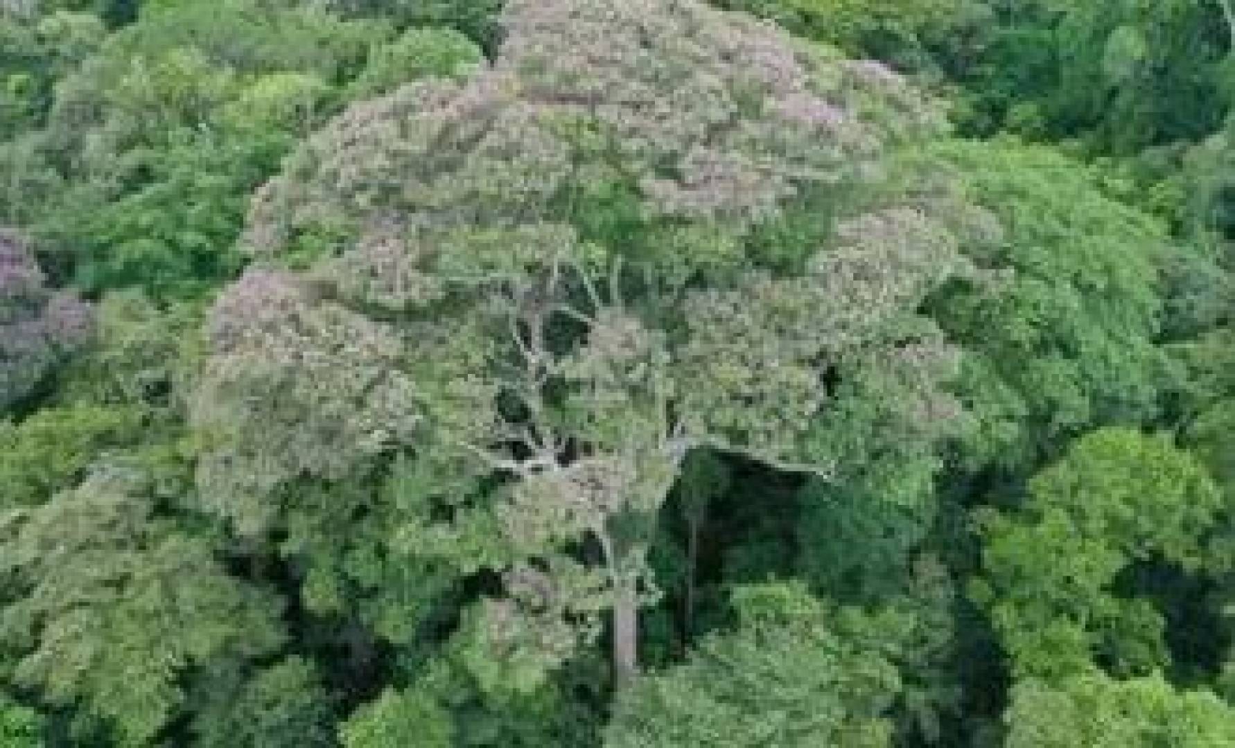 شجرة تتحدى قوانين الطبيعة بعد صواعق البرق