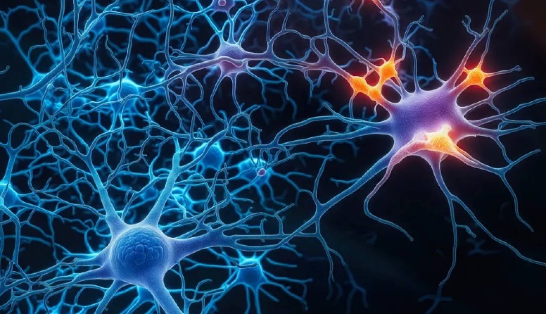 الدماغ البشري ينتج خلايا عصبية جديدة حتى الشيخوخة