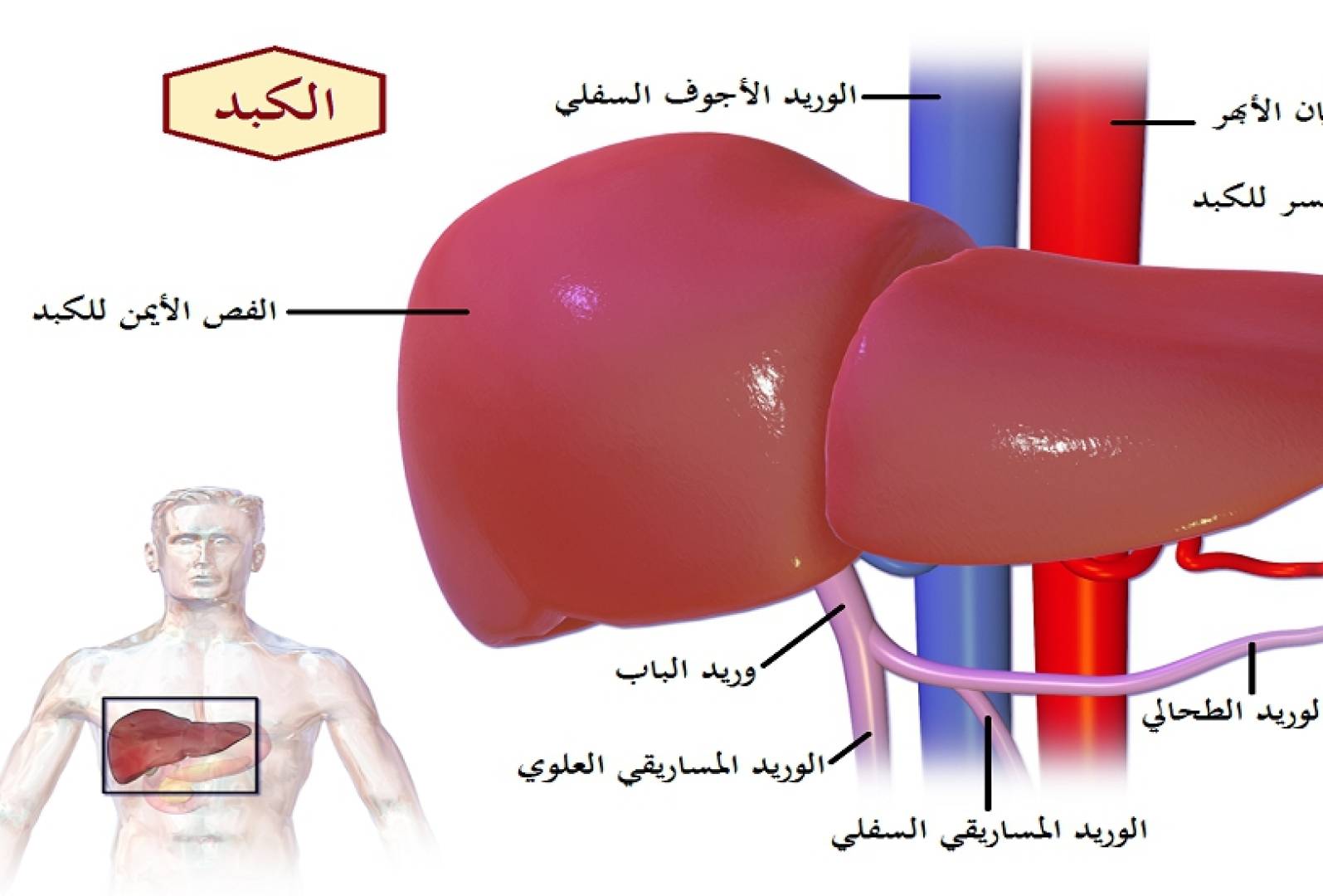 نموذج رياضي جديد يتنبأ بتخلص الجسم من الأدوية
