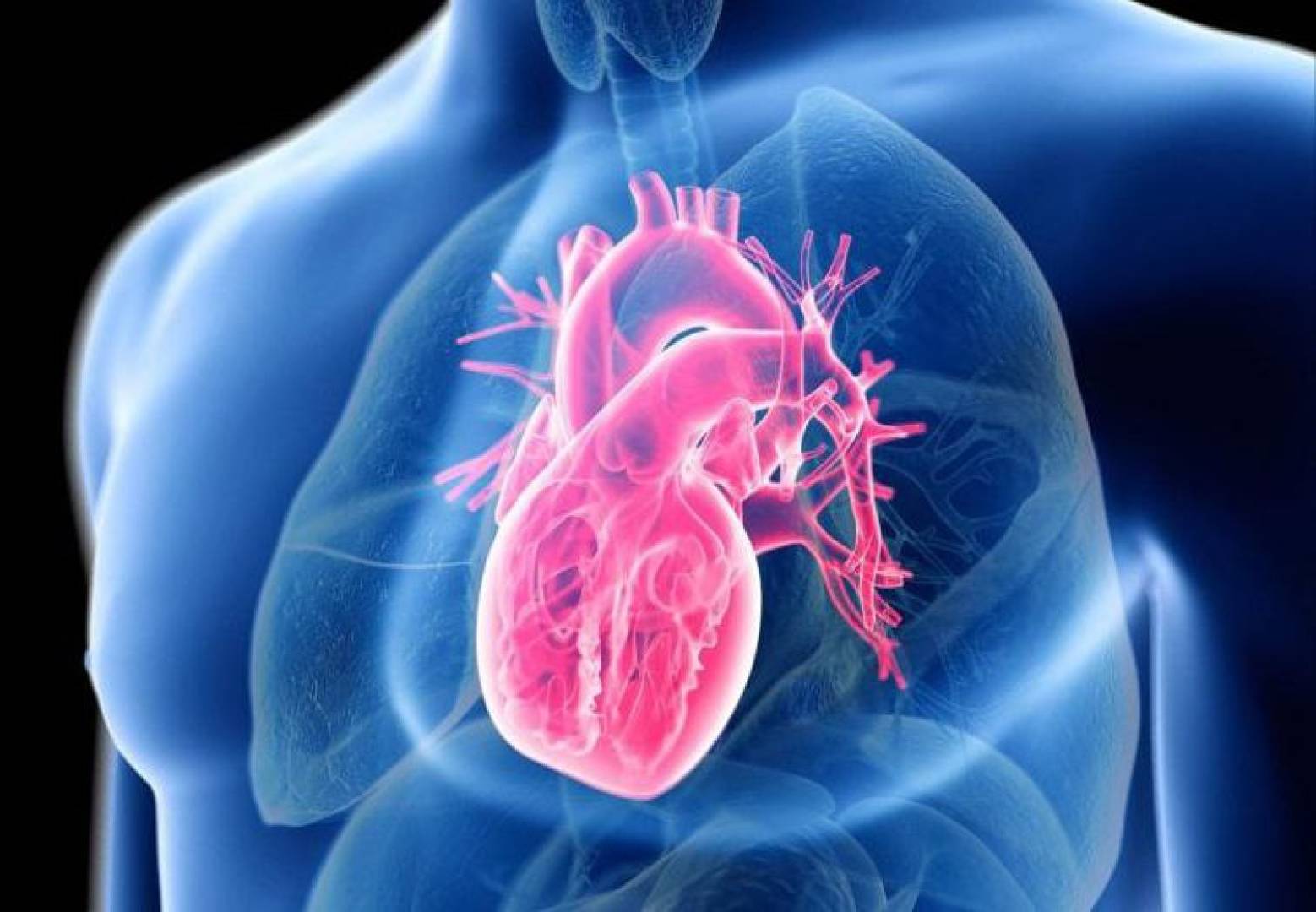 علاج مناعي جديد يزيل أضرار الكوليسترول داخل خلايا القلب ويعيد نشاطها