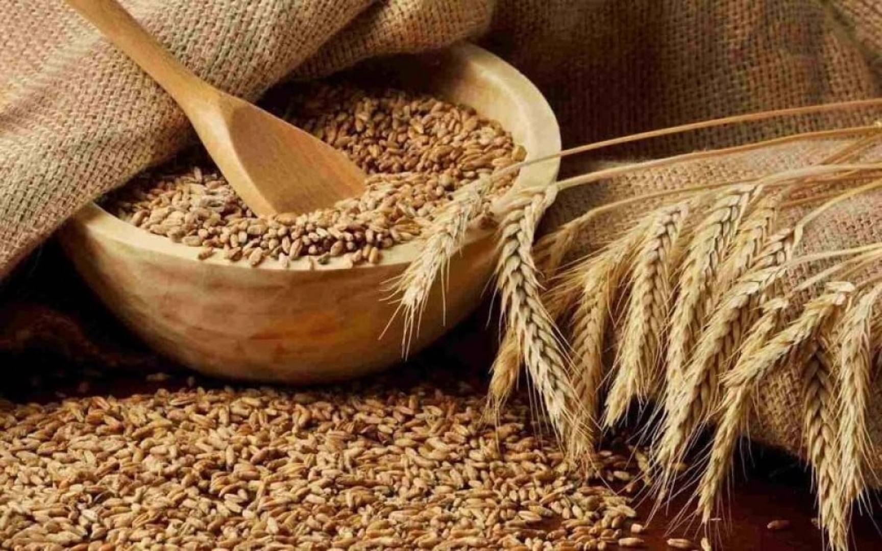 فوائد الشعير.. الغذائية والصحية والعلاجية فوائد الشعير.. الغذائية والصحية والعلاجية