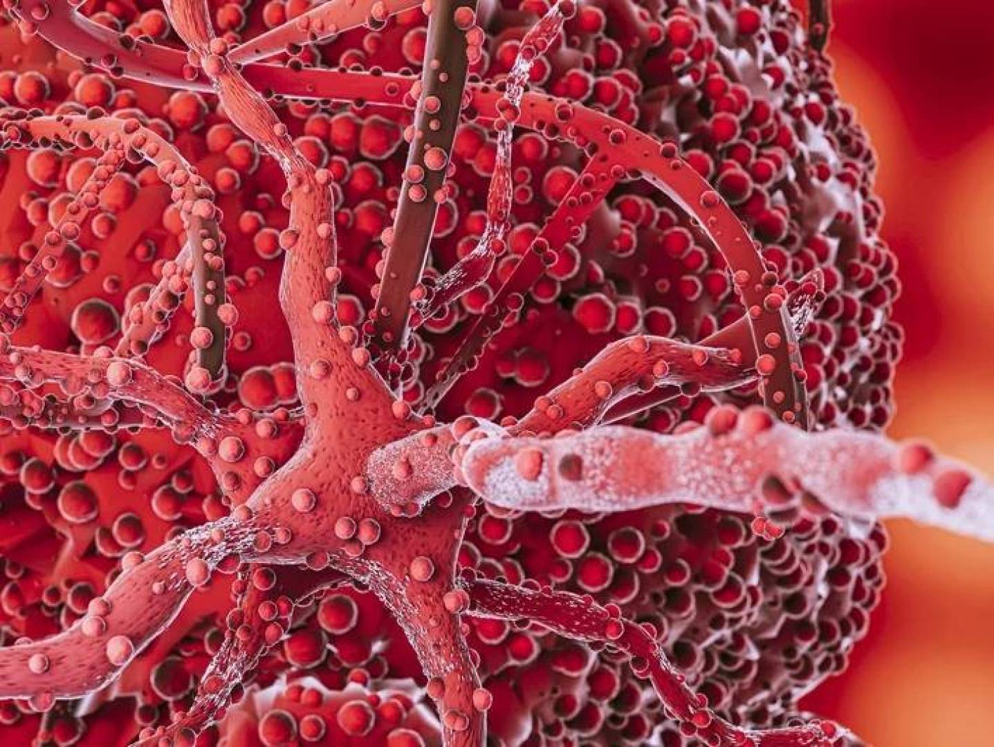 اكتشاف دور جزيء Hpa2 في حماية الأوعية الدموية