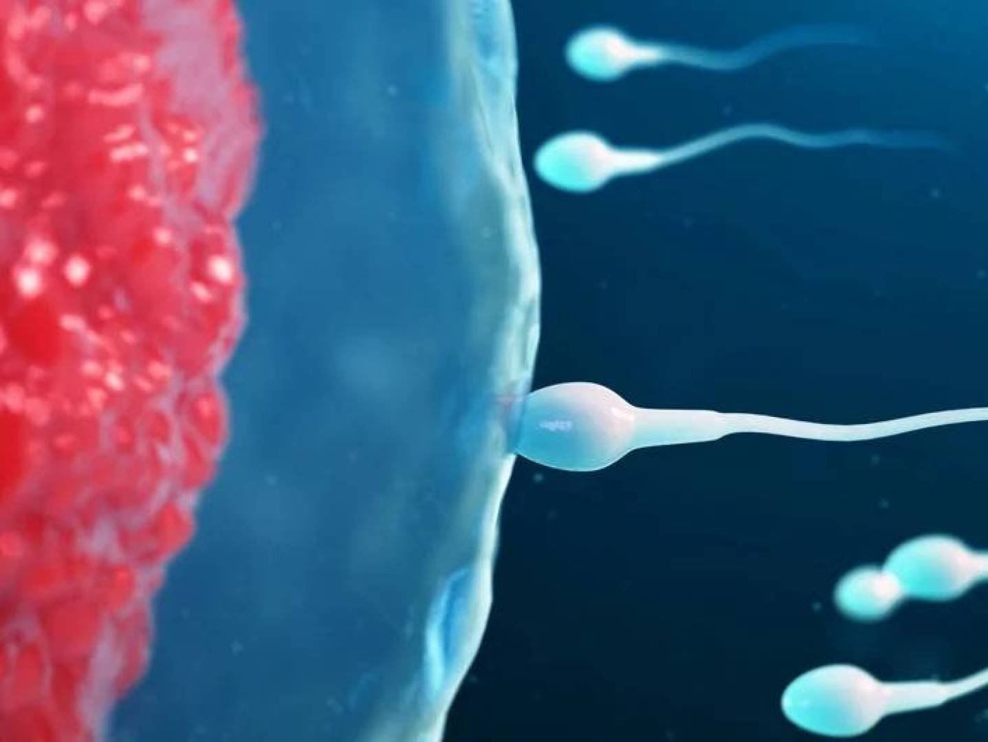 تحويل الحيوانات المنوية إلى روبوتات دقيقة لعلاج العقم والسرطان