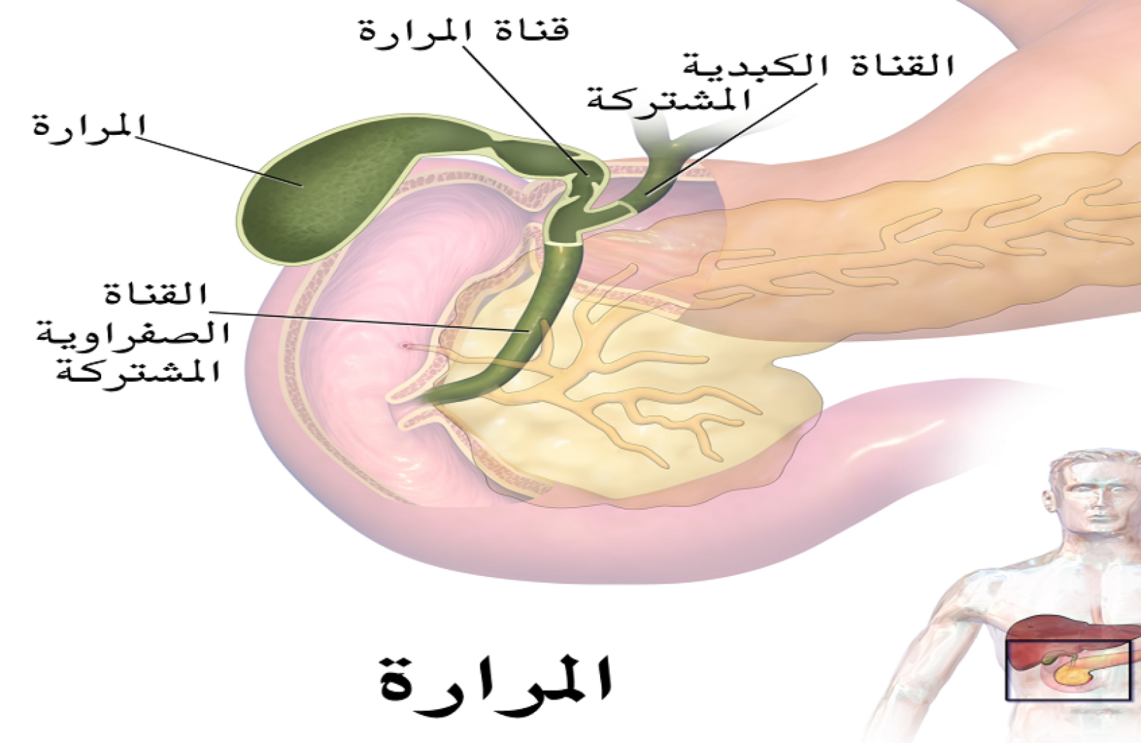 ركود المرارة الصفراء لأكثر من ثلاثة أسابيع يهدد الكبد بشكل خطير