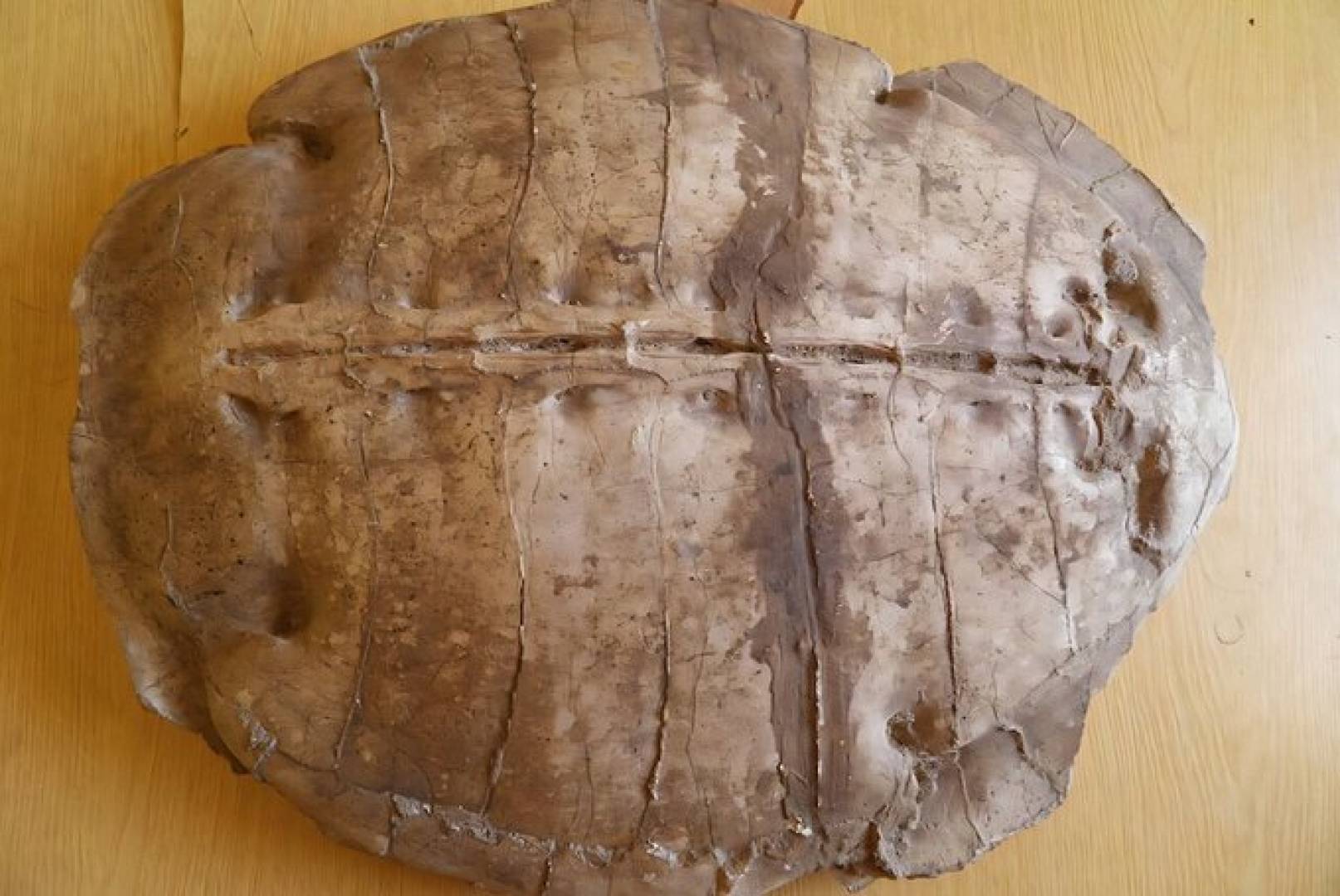 سلحفاة بحرية عمرها 50 مليون سنة تعود إلى الحياة من أعماق سوريا