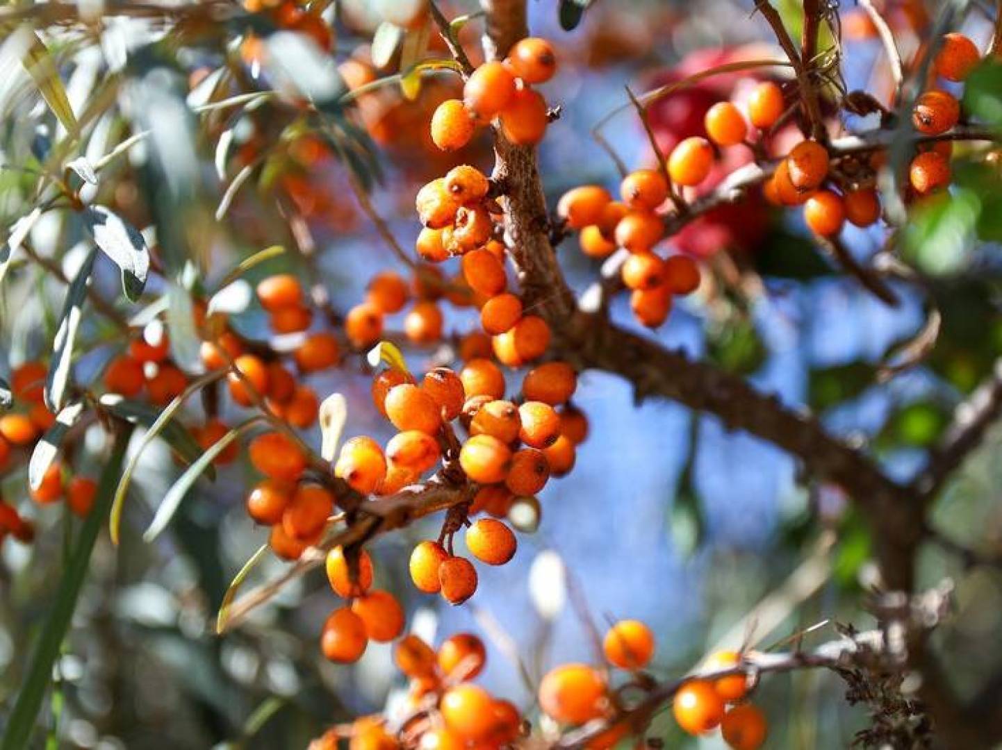 تعرف على فوائد ثمرة أبو فايس الصحية