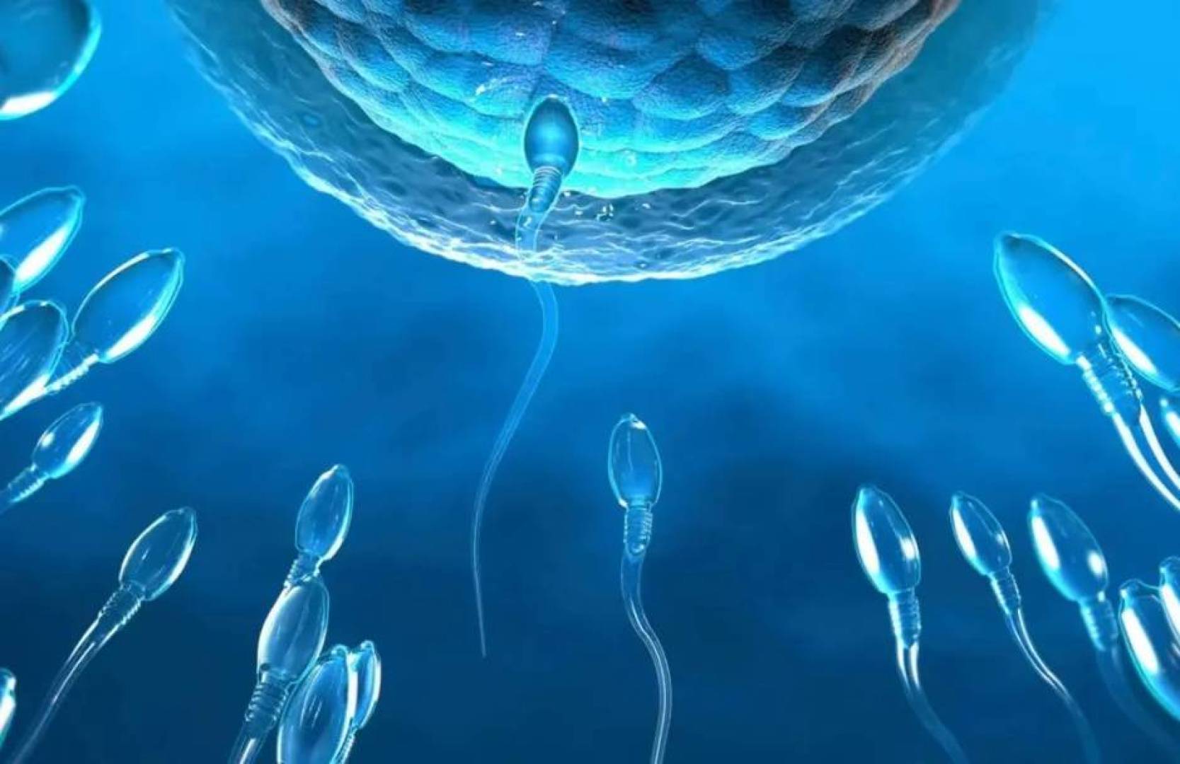 الكشف عن المفتاح الجزيئي الخفي للطاقة في النطاف