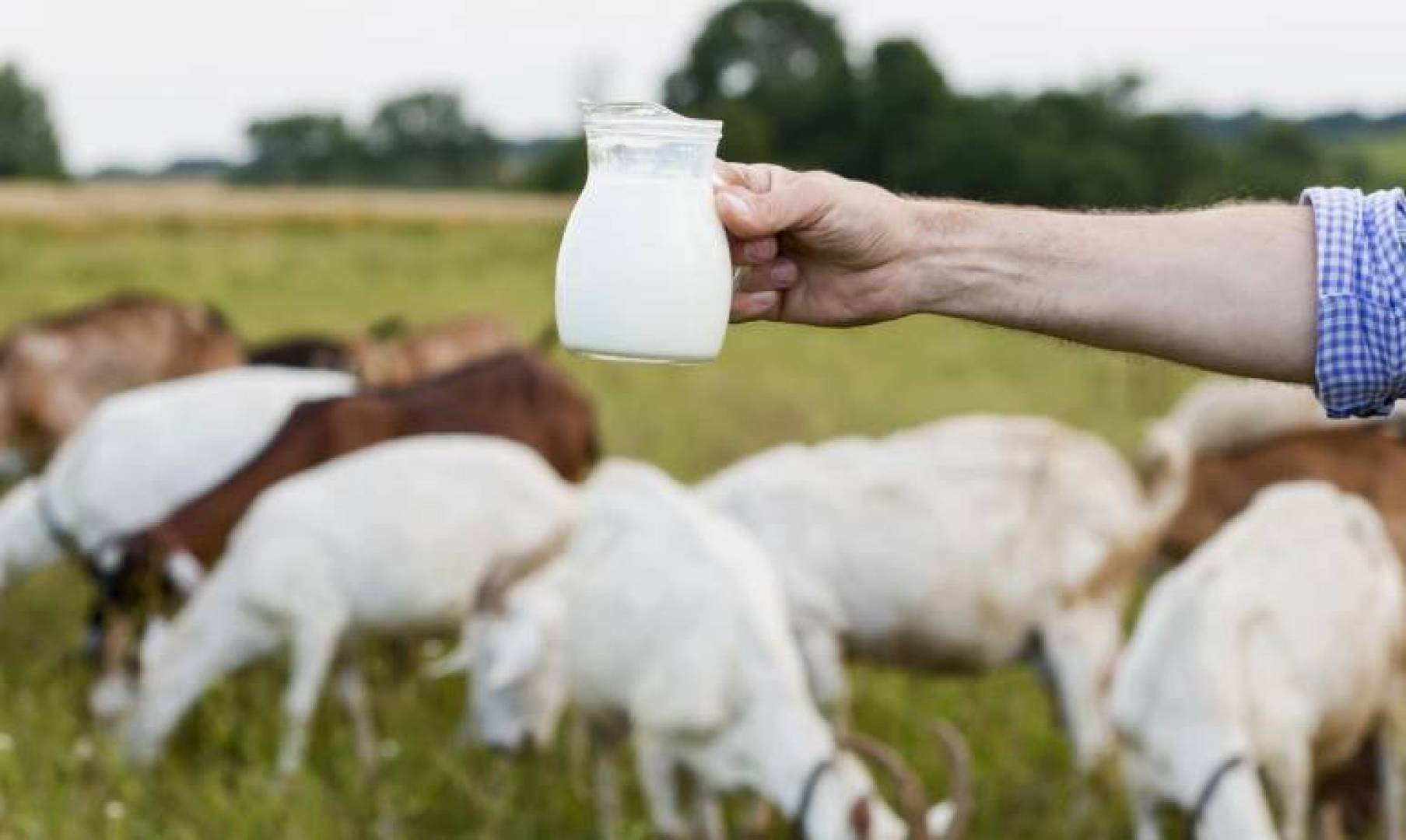 ابتكار روسي لإنتاج الحليب الخالي من اللاكتوز دون فقدان الطعم