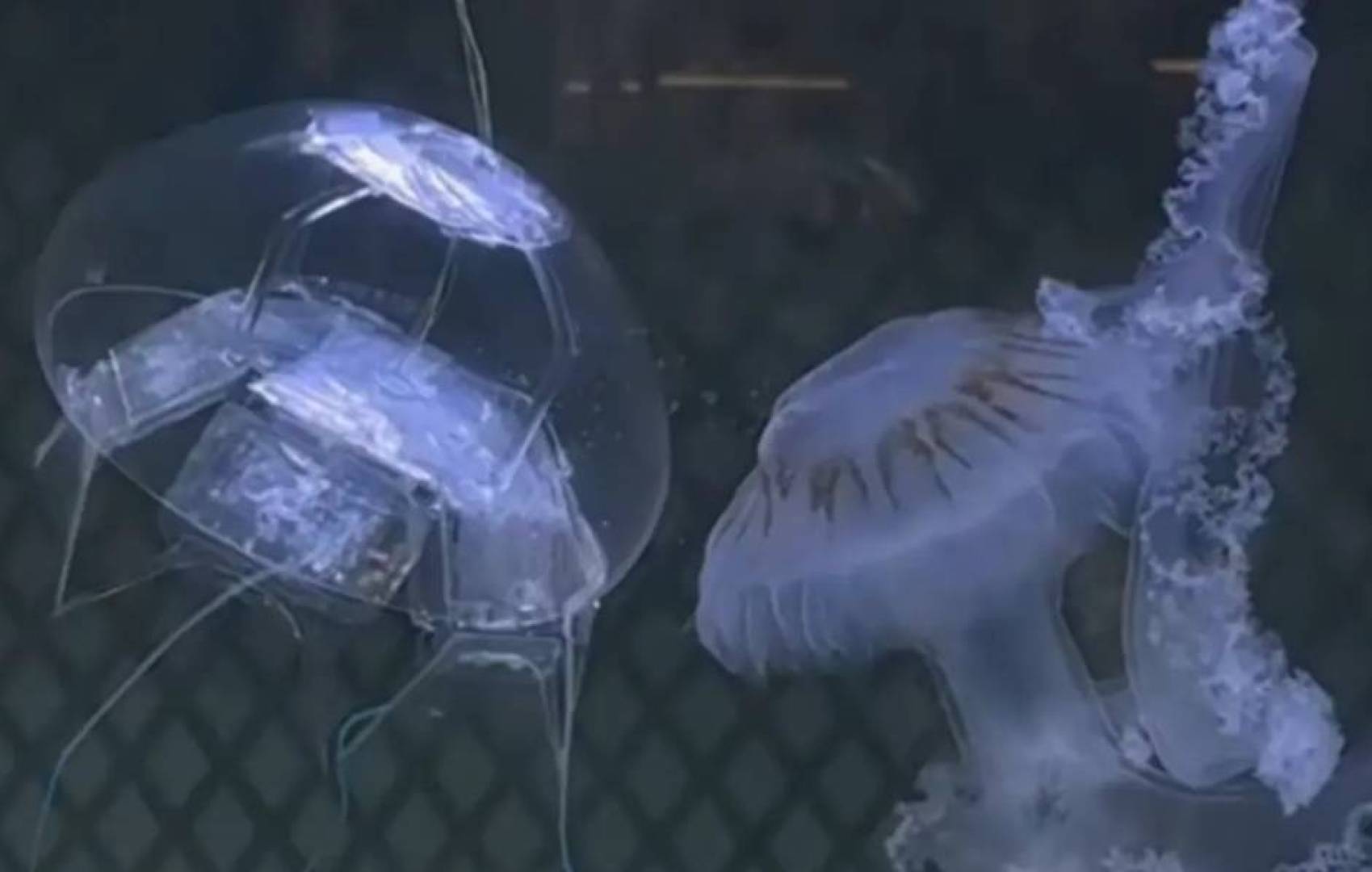 روبوت صيني يشبه قنديل البحر لتنفيذ مهام مراقبة صامتة سرية تحت الماء