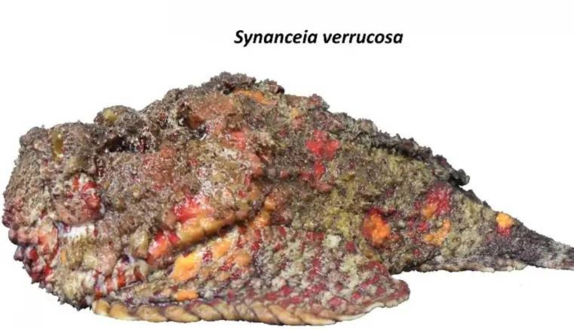 سمكة الحجر تحمل مفتاح أدوية جديدة ضد الالتهابات
