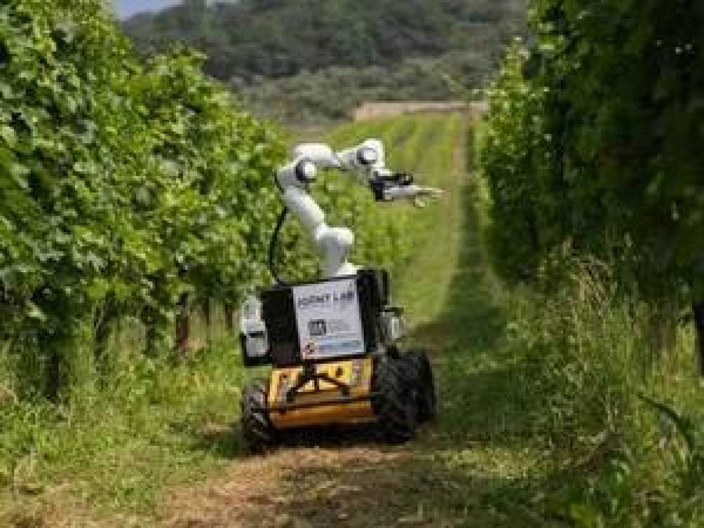 ابتكار روبوت ثوري يسهل جني العنب بدقة وفعالية ويحمي البيئة