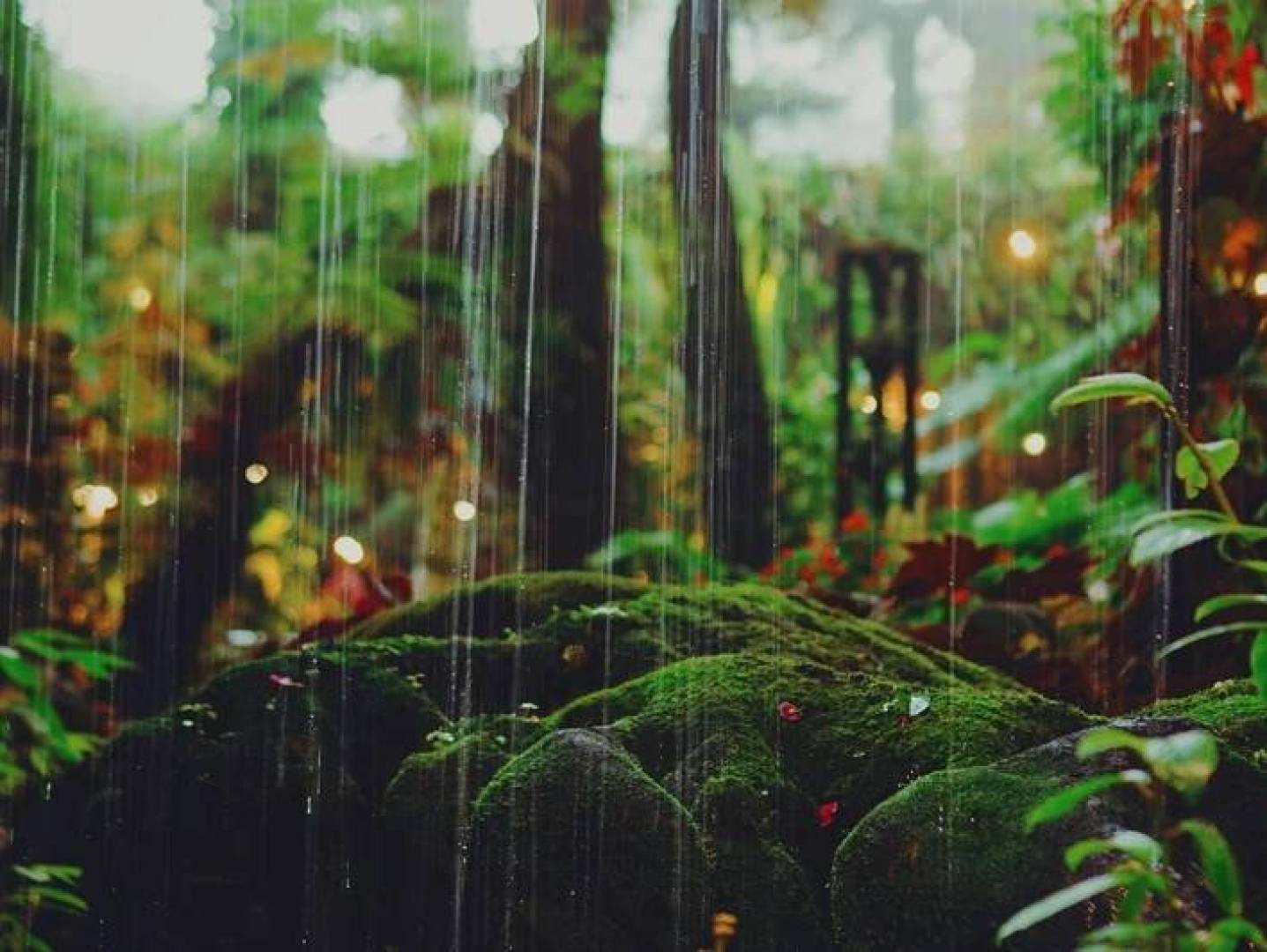 تأثير خصائص التربة في الغابات على سمية الزرنيخ