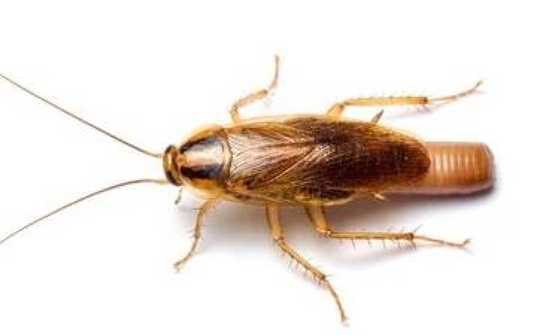 الصراصير في المنزل تسبب أمراضا خطيرة وحساسية مزمنة