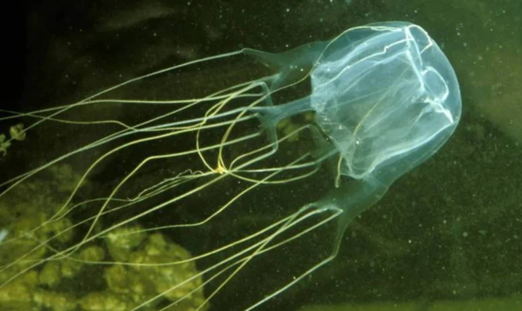 مخلوقات بلا دماغ قادرة على التعلم والتذكر