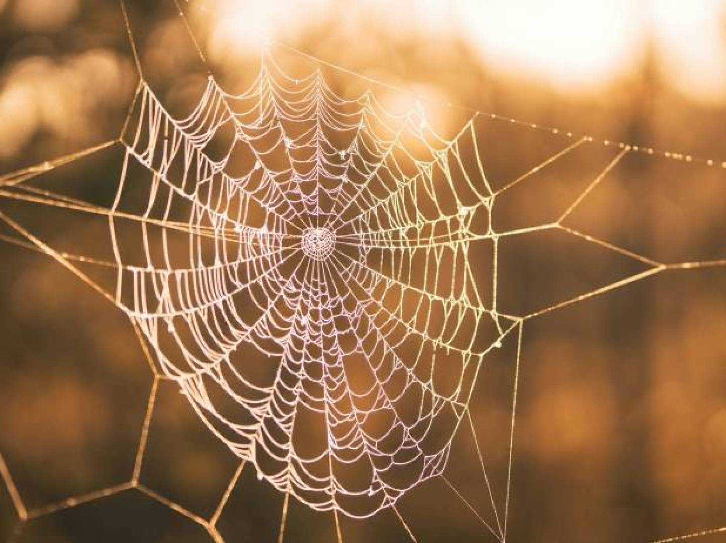 طريقة مبتكرة لجمع الحمض النووي من الهواء باستخدام شبكات العناكب الاصطناعية