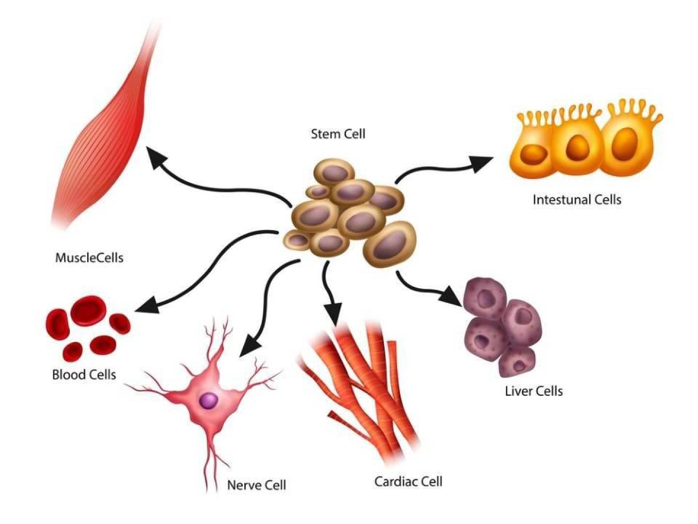 تنوع غير متوقع في الخلايا الجذعية المكوِّنة للدم لدى البشر