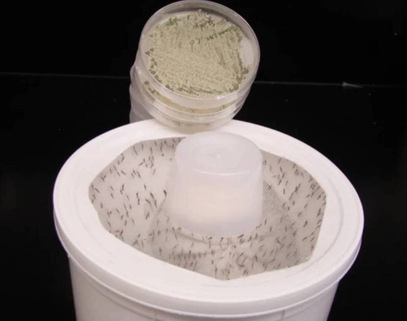 ابتكار فطر عطري يجذب البعوض ويقضي عليه ويمنع انتشار الملاريا ابتكار فطر عطري يجذب البعوض ويقضي عليه ويمنع انتشار الملاريا