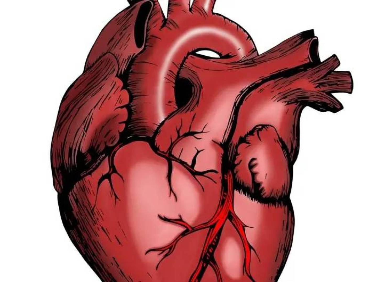 صحة القلب في الأربعين تبدأ من العادات في عمر العشرين