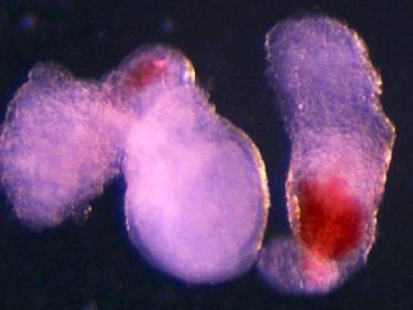 مصانع دم شبيهة بالأجنة تمهد لمستقبل بلا نقص في الدم مصانع دم شبيهة بالأجنة تمهد لمستقبل بلا نقص في الدم