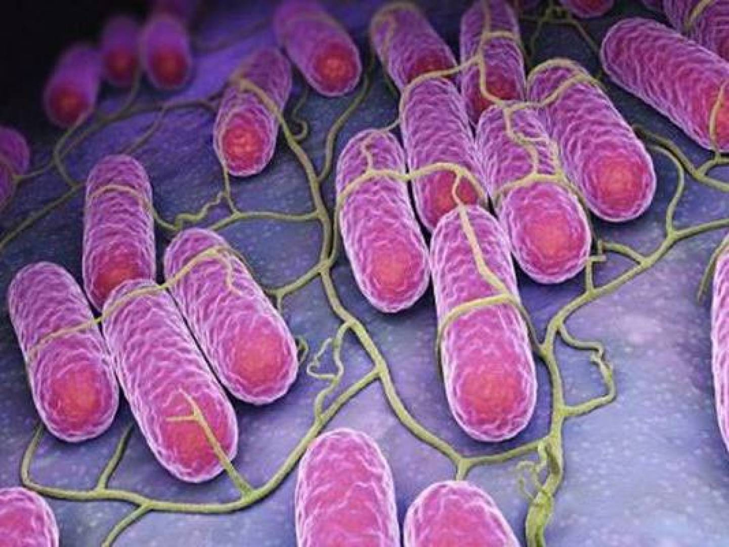 جزيئات في المخاط درع طبيعي ضد السالمونيلا