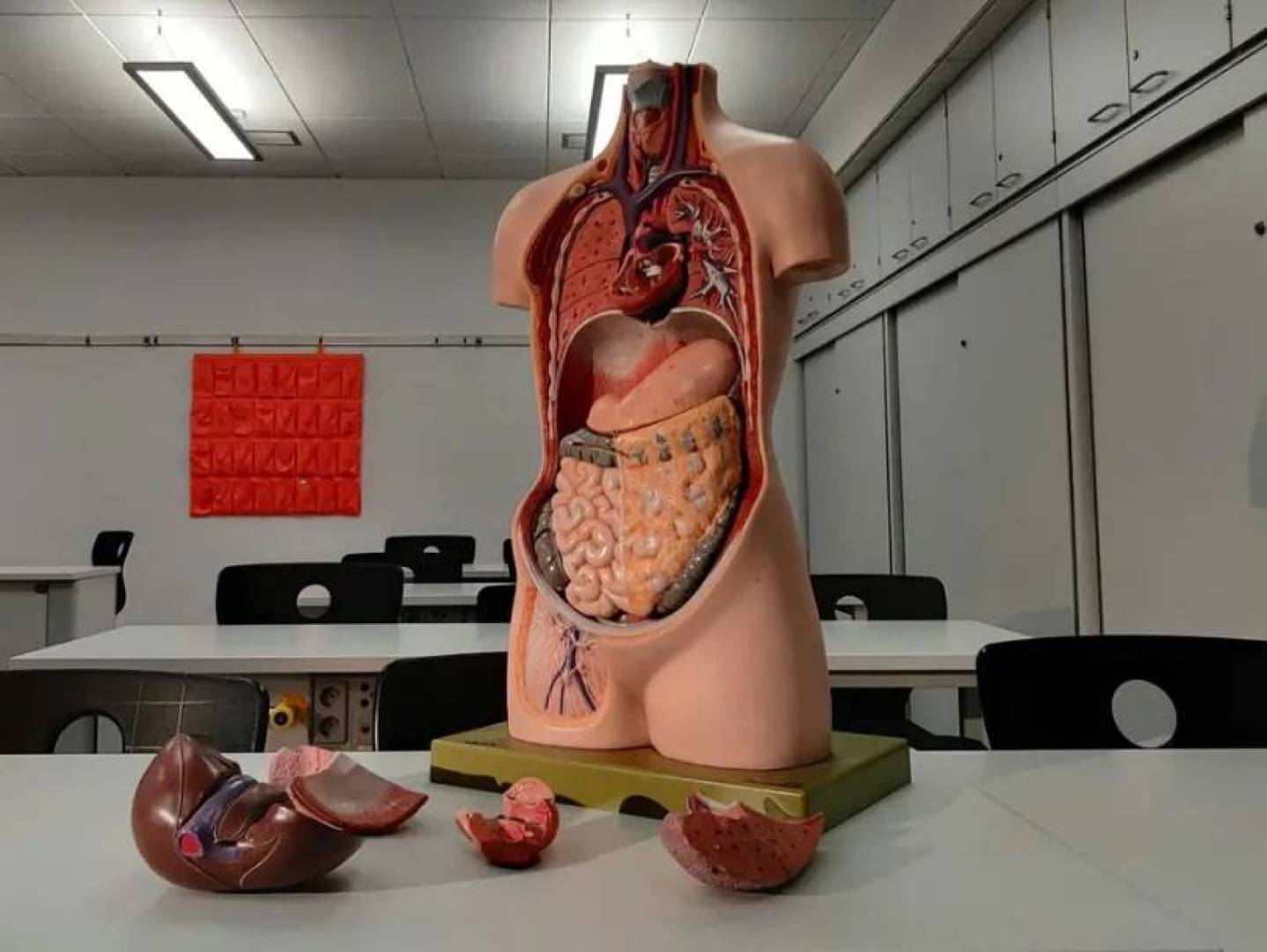 نموذج ثلاثي الأبعاد للقولون البشري يتيح أبحاثا أكثر دقة لعلاج سرطان القولون