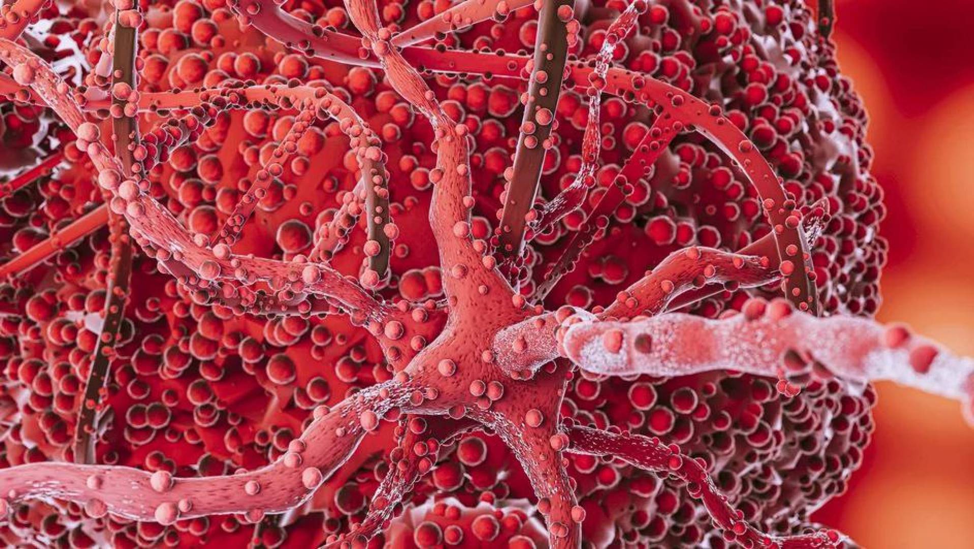 ابتكار قسطرة دقيقة للوصل إلى أصغر الأوعية الدموية دون إتلافها