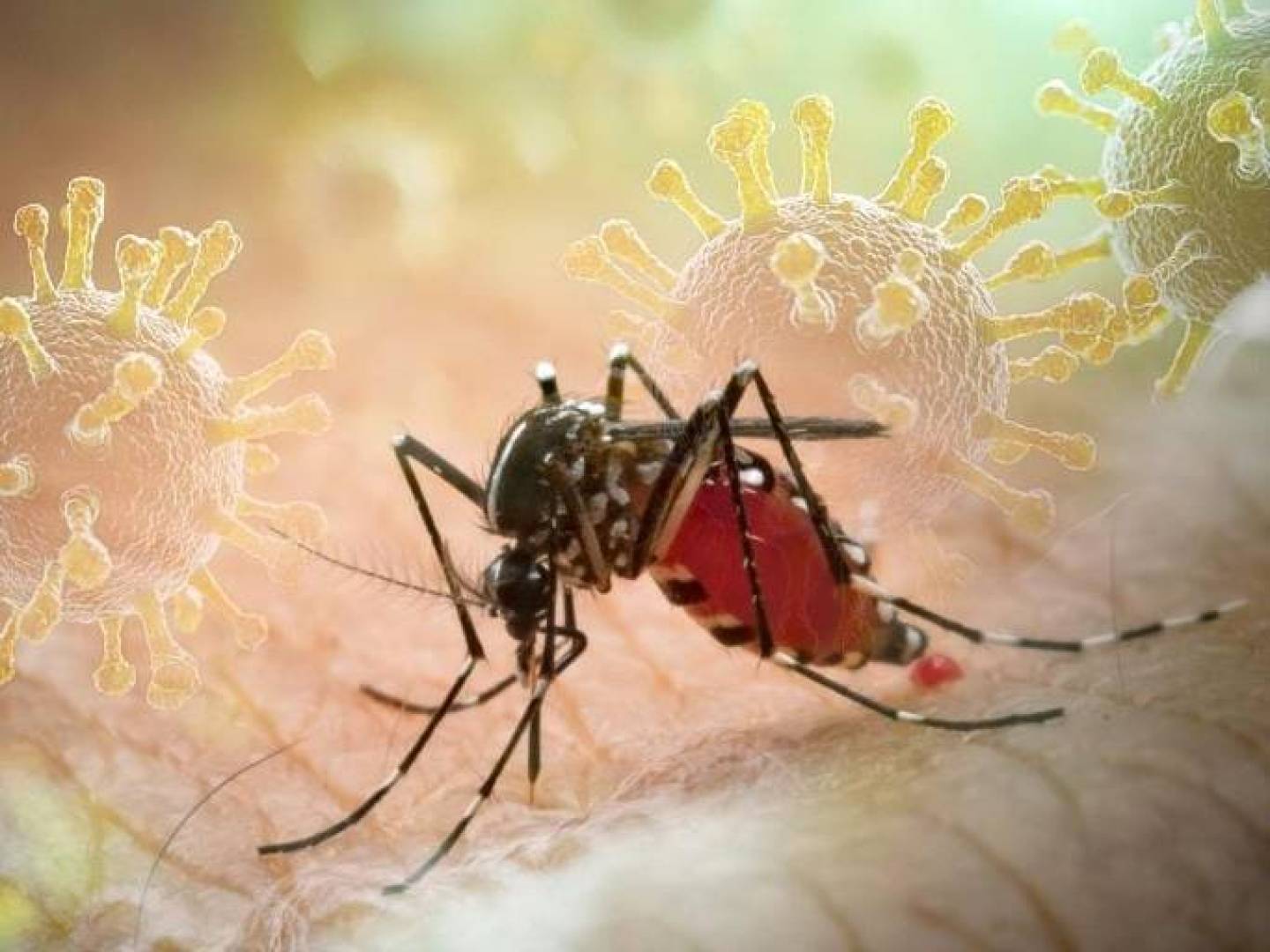 إليكم تفاصيل أسوأ تفش لفيروس شيكونغونيا في تاريخ الصين