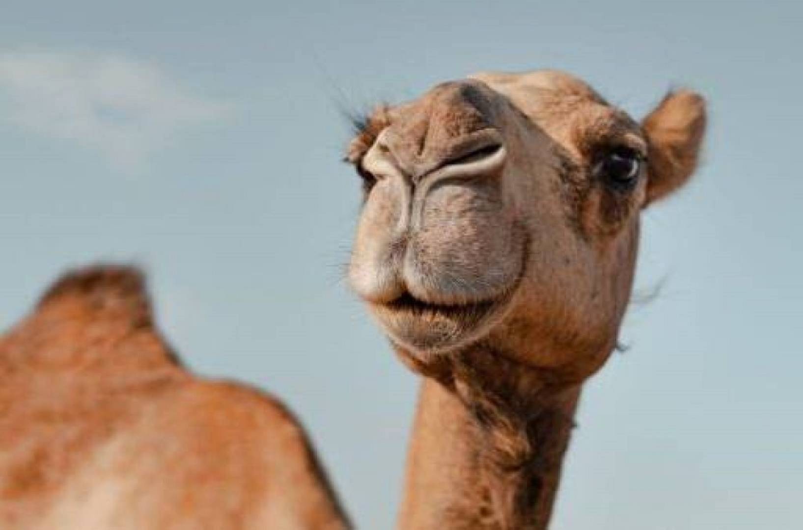 بروتينات دقيقة في الجمال واللاما تحمي الدماغ من مرض الزهايمر