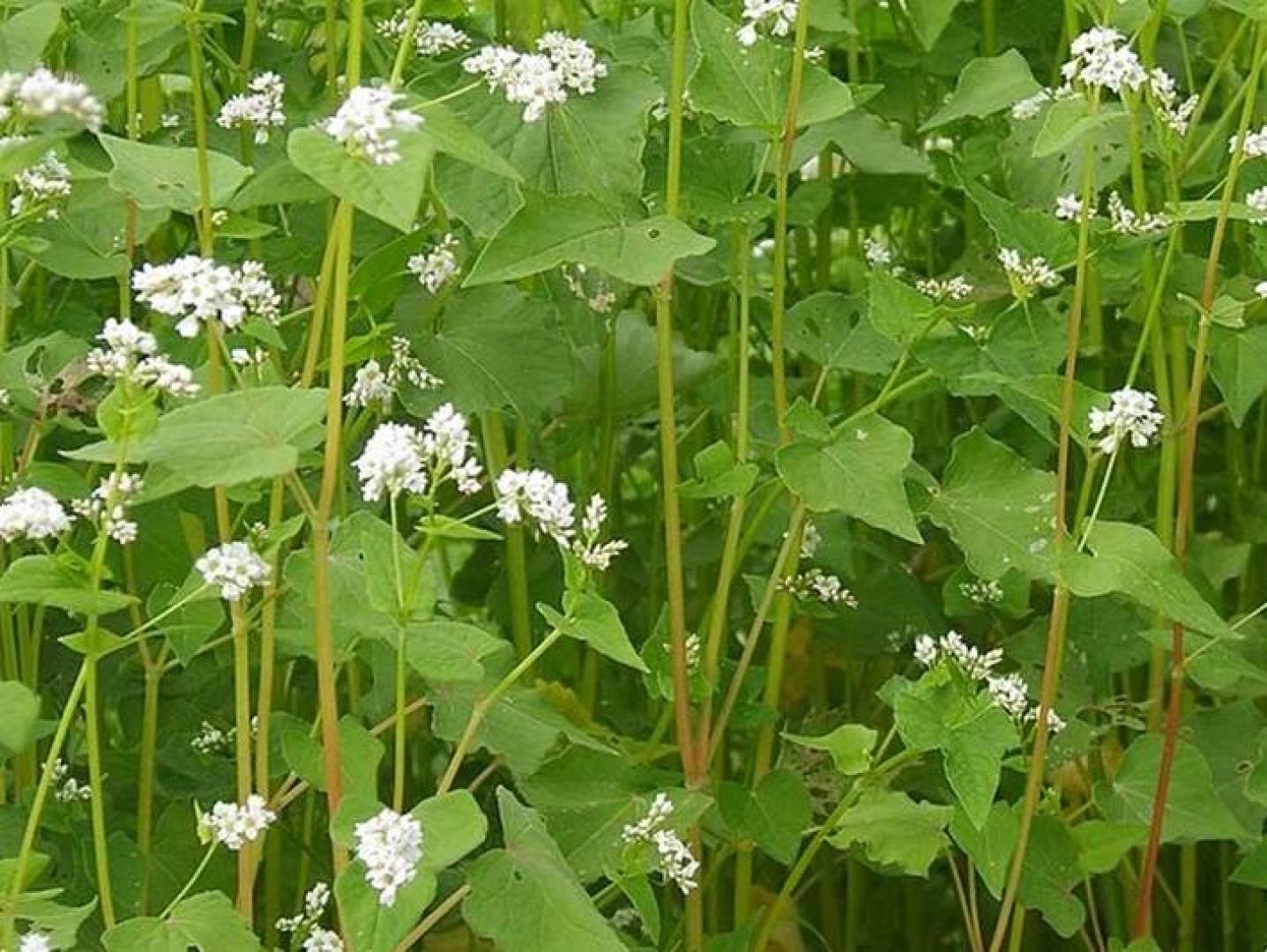 علماء روس يطورون نوع جديد من الحنطة مقاوم لحرارة المناخ العالمي