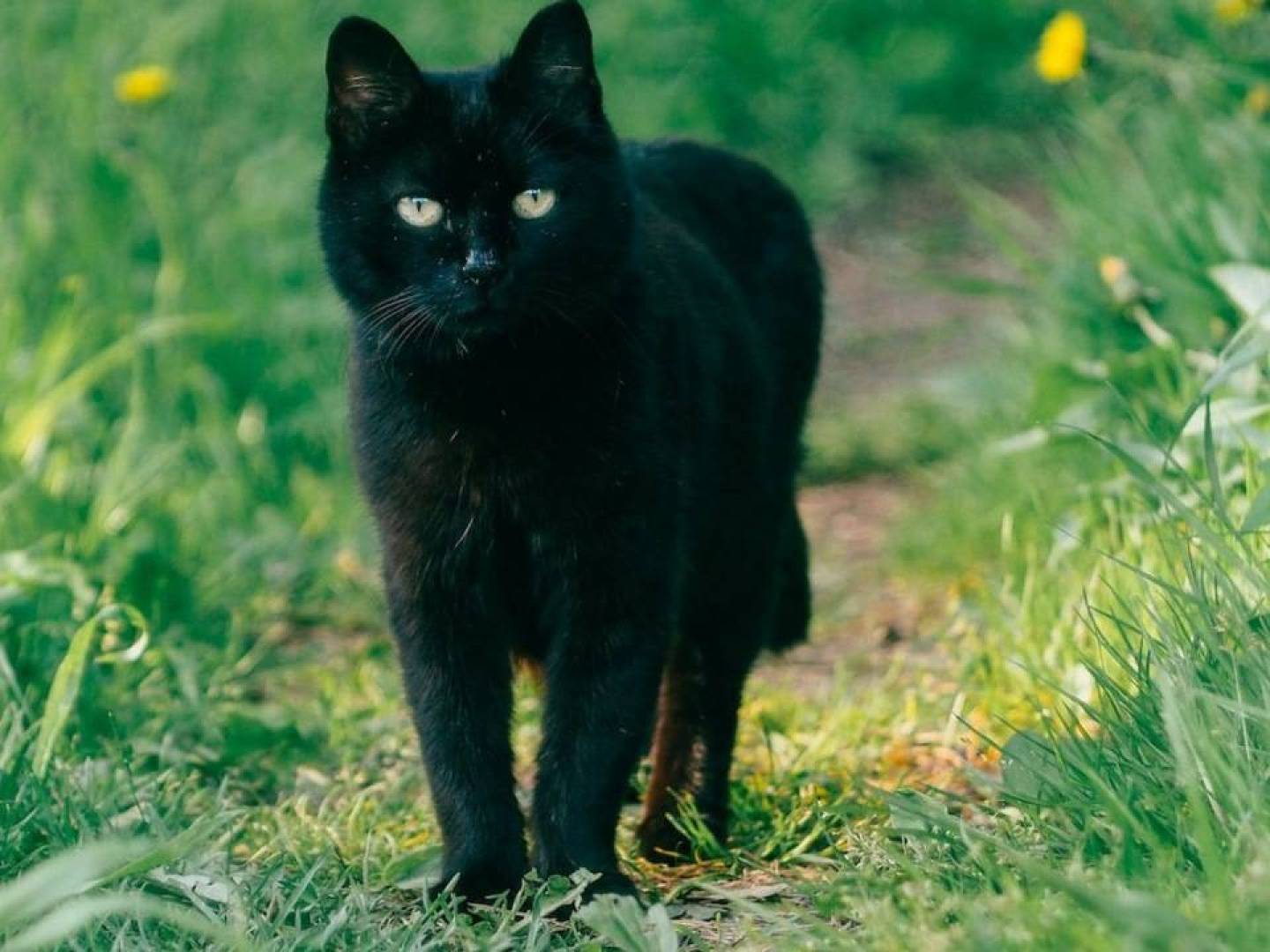 اكتشف أصل أشهر الخرافات وأسباب استمرارها حتى اليوم اكتشف أصل أشهر الخرافات وأسباب استمرارها حتى اليوم