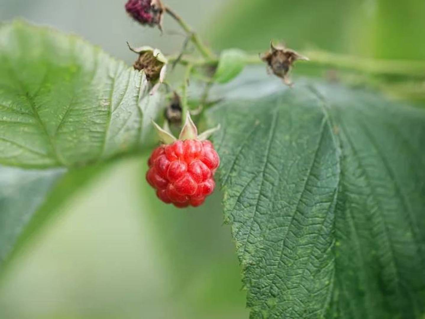 فوائد شاي أوراق التوت لمرضى السكري