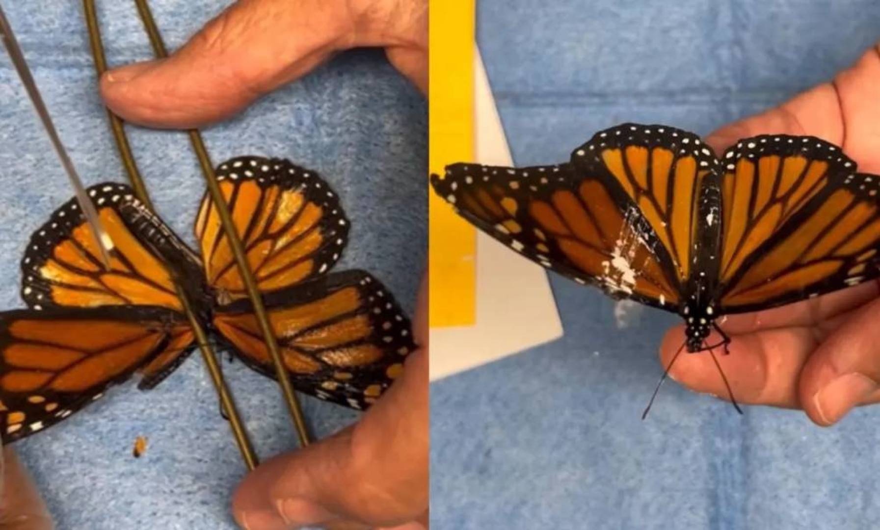 عملية جراحية دقيقة تنقذ فراشة المونوارك من الموت