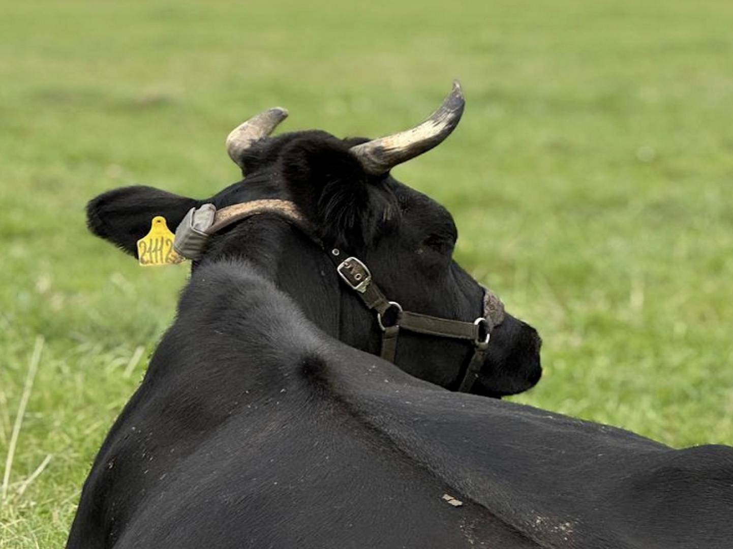 ثورة روسية في تربية الماشية: شرائح تحفيز عصبي لزيادة إنتاج الحليب