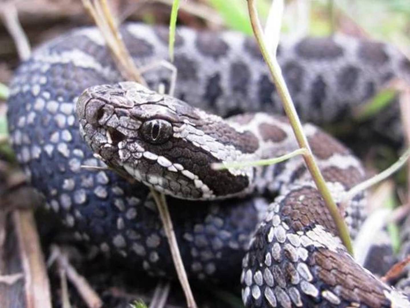 بول الأفاعي قد يساعد في علاج حصى الكلى وفق دراسة علمية