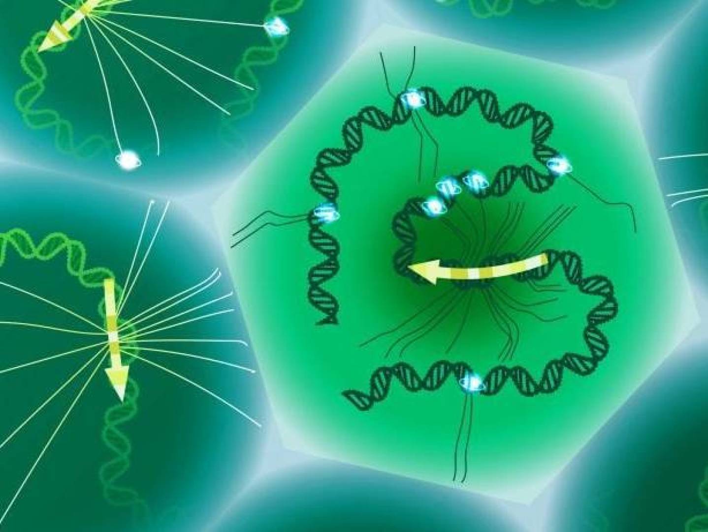 تقنية جديدة تفك شيفرة الحمضين النووي والريبي داخل خلية واحدة