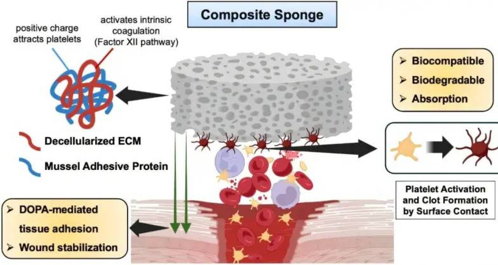 ابتكار طبي يوقف النزيف الداخلي بسرعة وفعالية ويسرع الشفاء