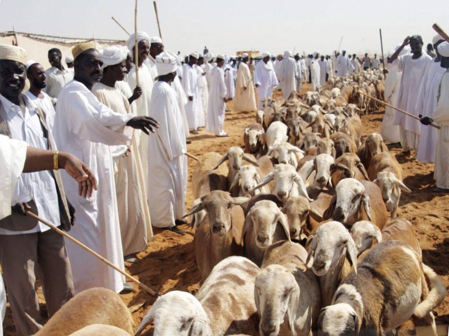 حمّى الوادي المتصدع.. تعرف على طرق انتقالها وأعراضها والوقاية منها