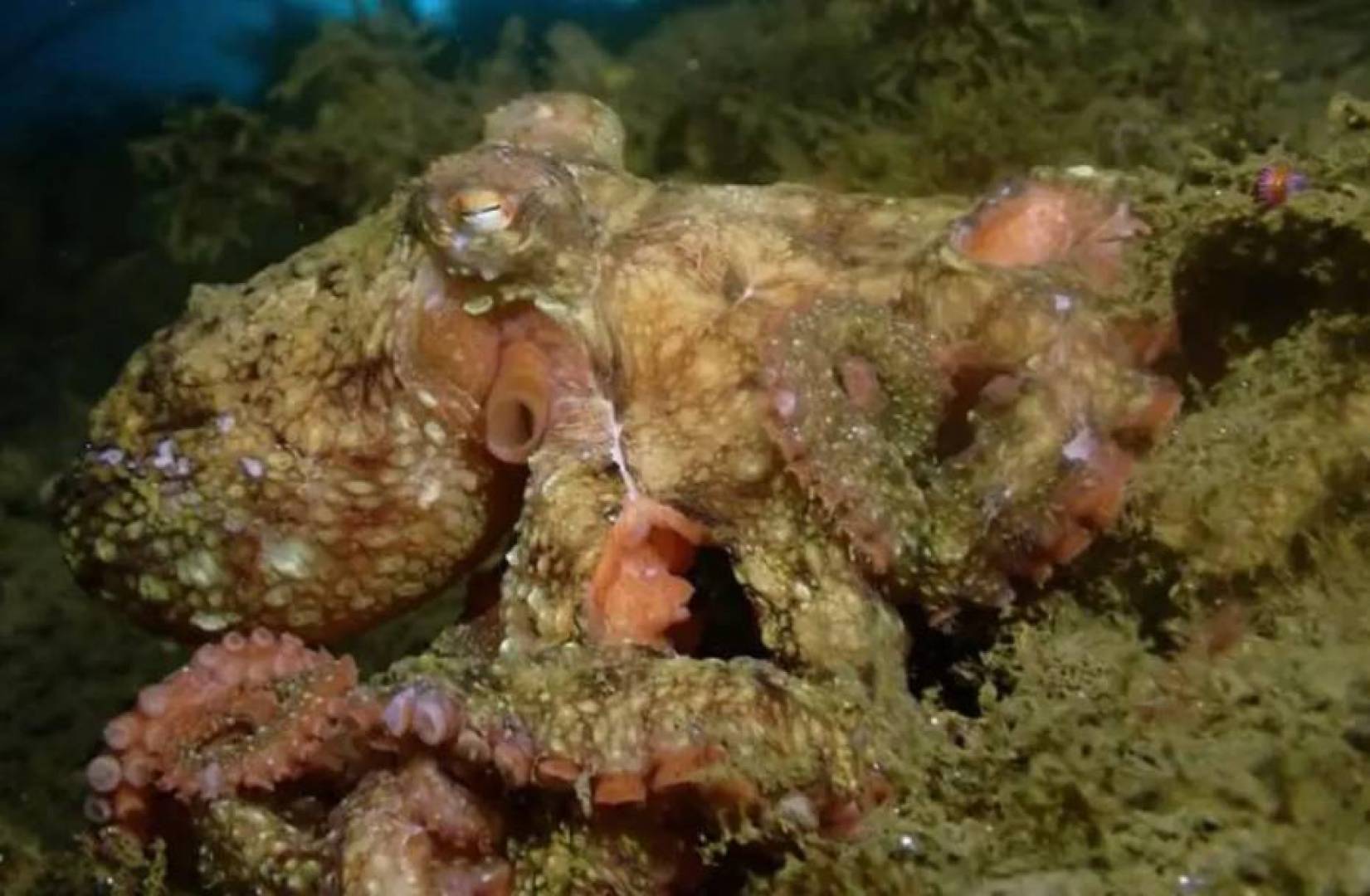 طريقة جديدة لإنتاج صبغة الأخطبوط