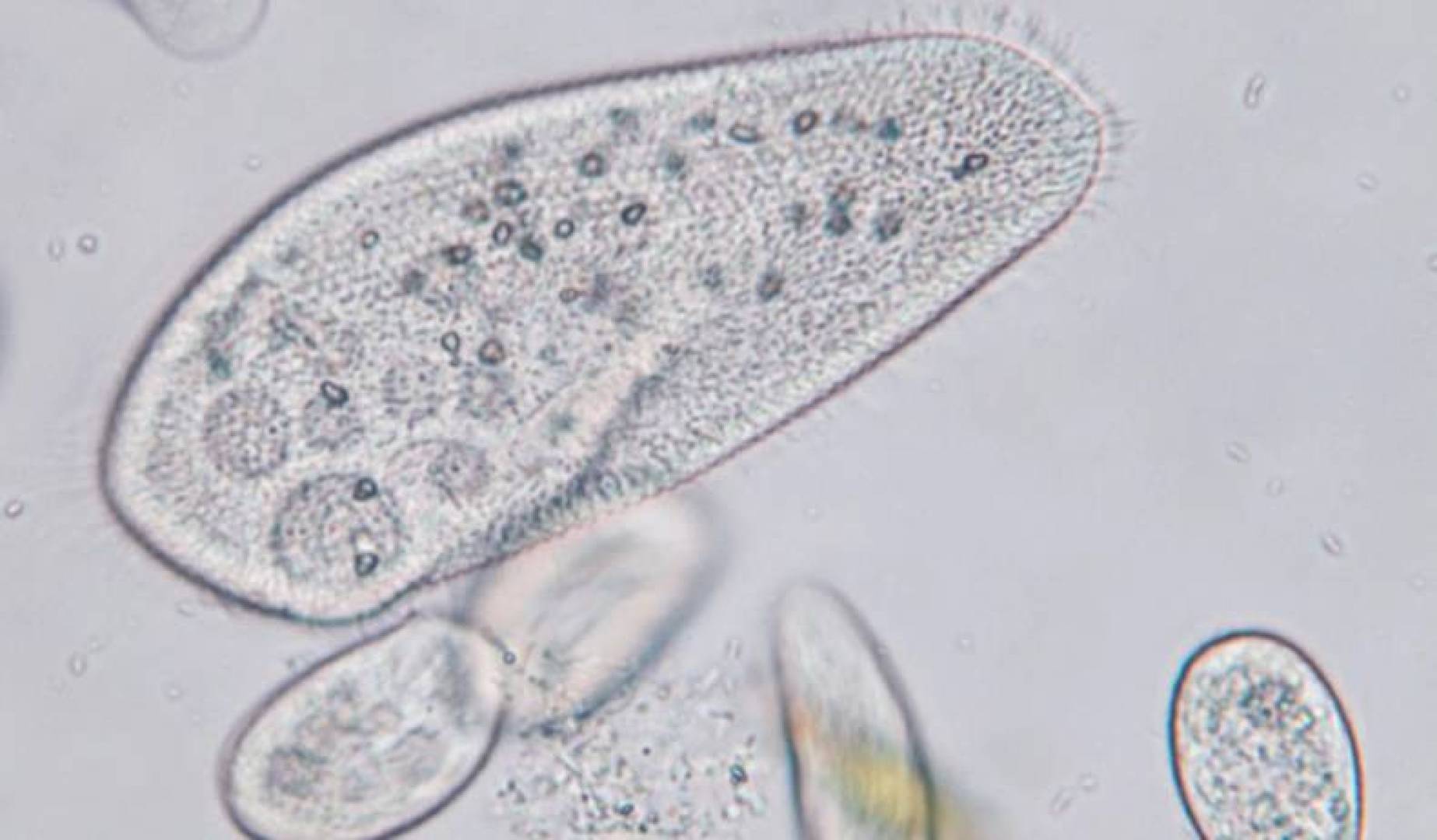 ابتكار نموذج بيولوجي لاختبار الأدوية الجديدة