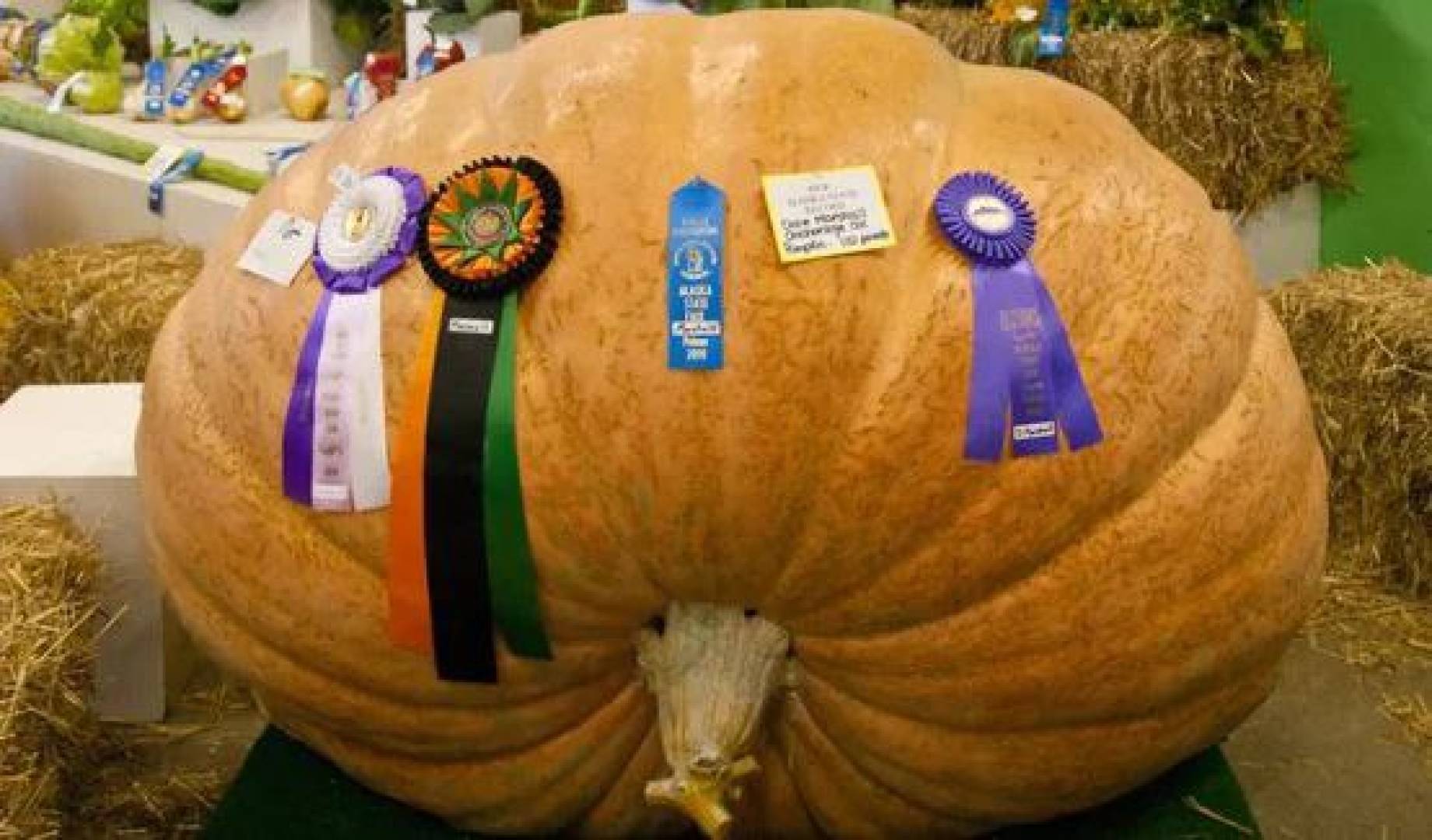 لماذا ينمو القرع عملاقا بينما يبقى التوت البري صغيرا؟