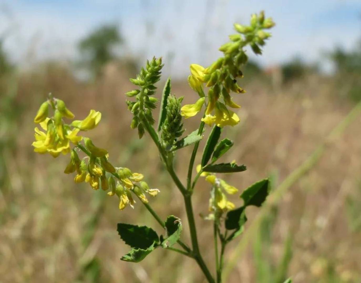 فوائد علاجية مذهلة في نبات البرسيم الحلو تفوق التوقعات