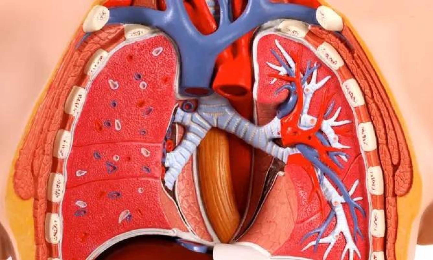 علماء يطورون أول نموذج رئة «تتنفس» على شريحة باستخدام خلايا شخص واحد فقط