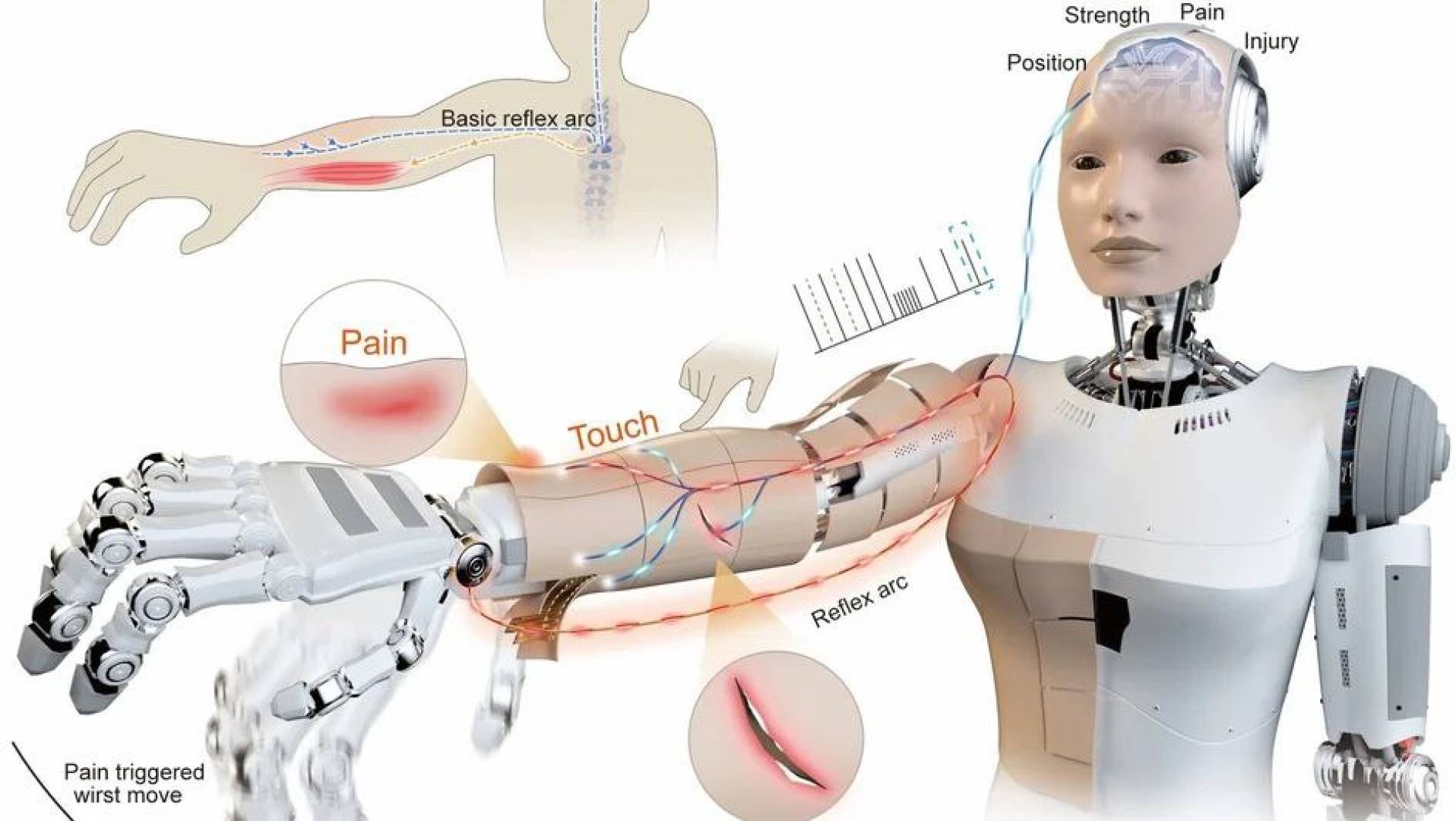 علماء صينيون يطوّرون جلدا إلكترونيا يجعل الروبوتات تشعر بالألم مثل البشر