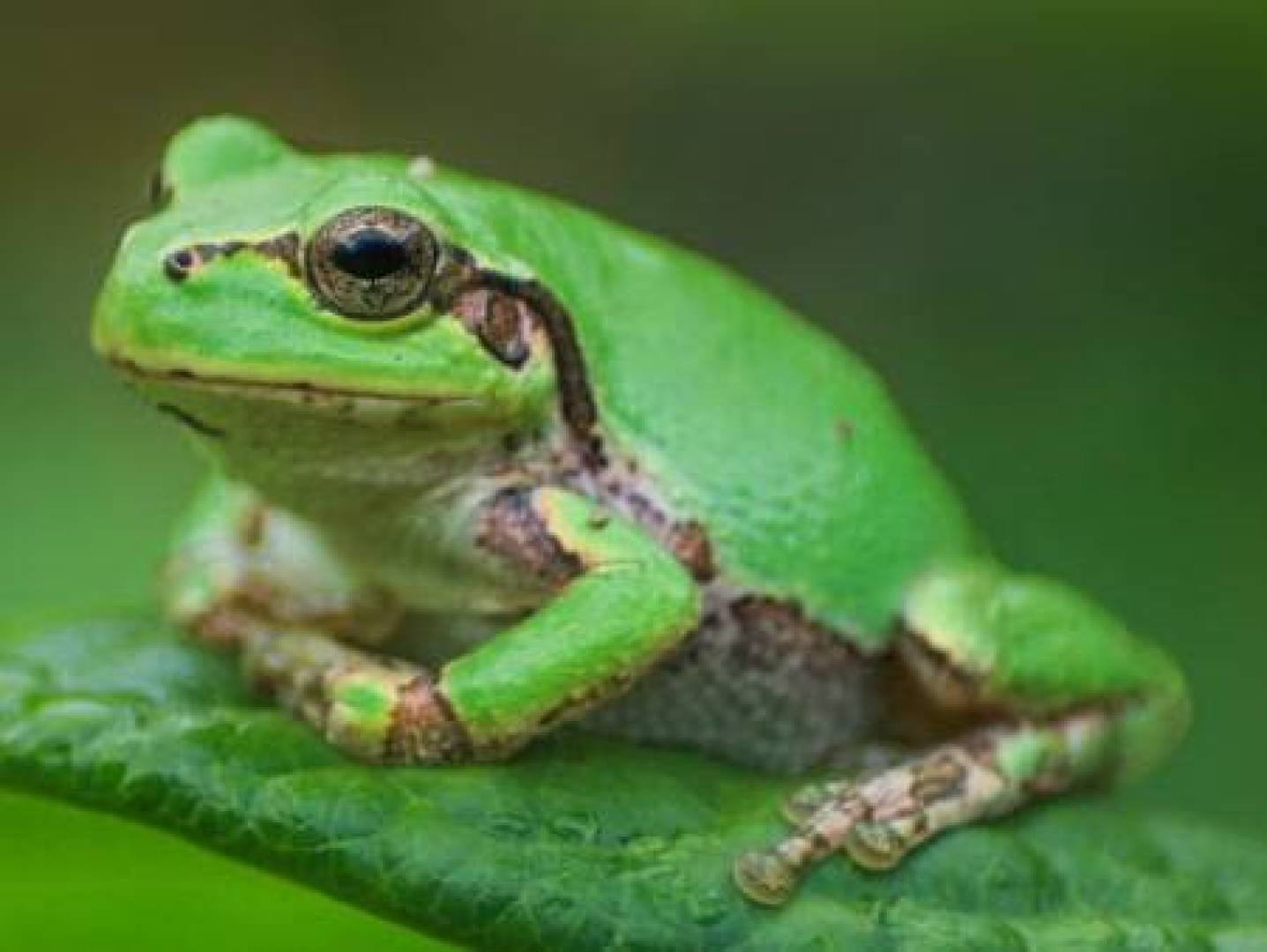 اكتشاف بكتيريا في أمعاء ضفدع ياباني تقضي على الأورام السرطانية دون آثار جانبية خطيرة |  إضآءات