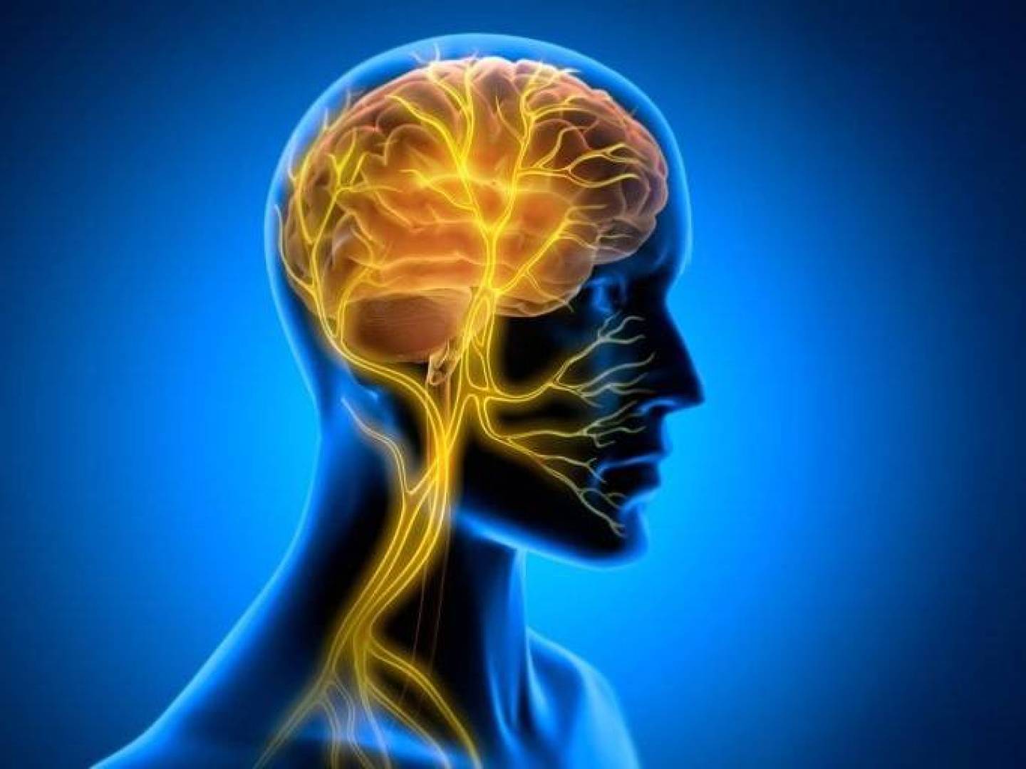 إشارة دماغية خفية تحمي القلب من الشيخوخة