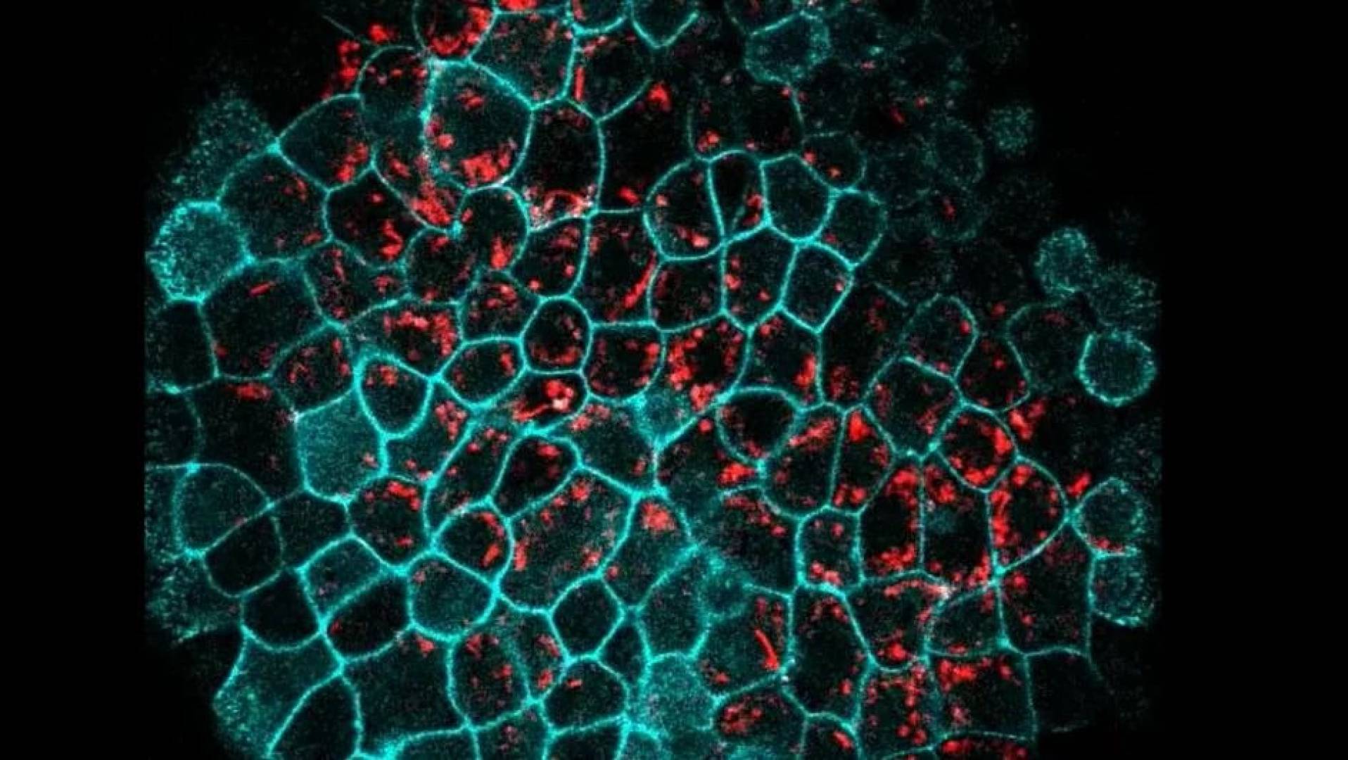 آلية جديدة لتعزيز جهاز المناعة في مكافحة السرطان